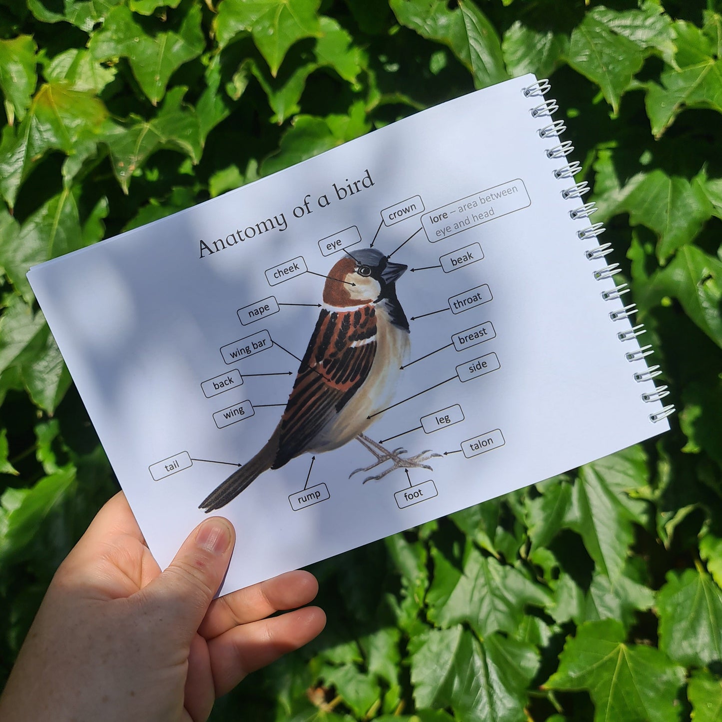 Colour and Learn - Birds - At the Cherry Tree