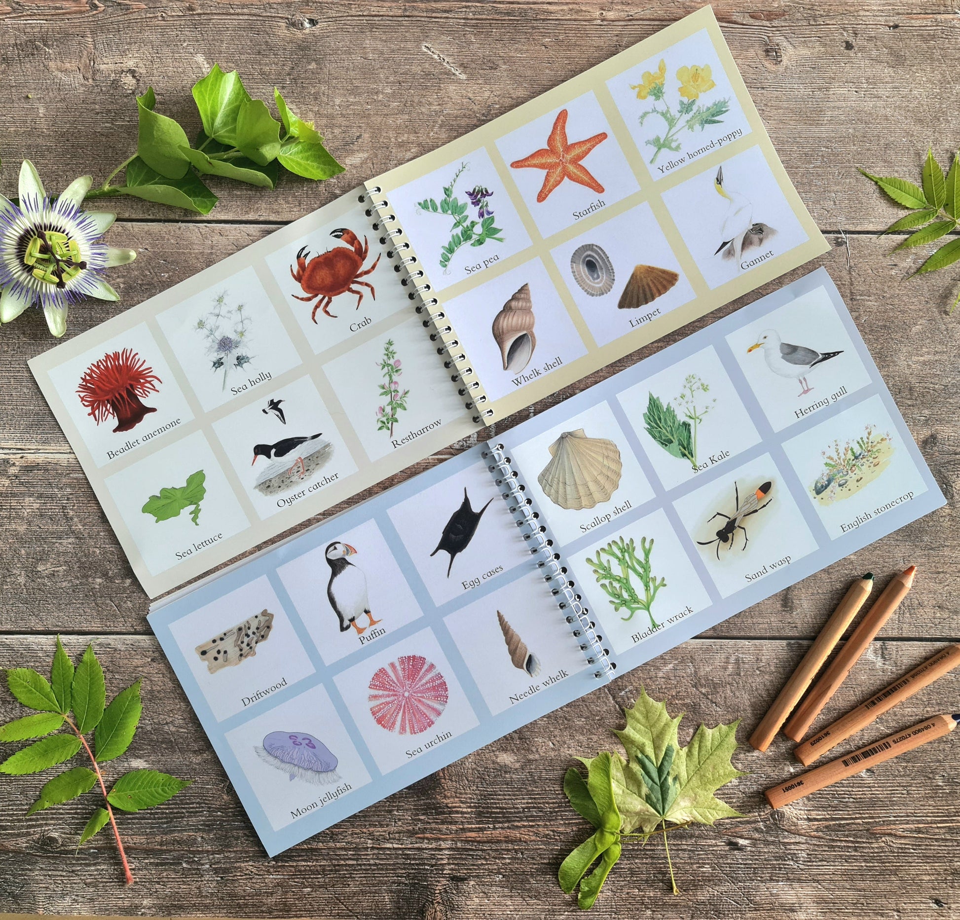 Colour and Learn - Coastal Wildlife - At the Cherry Tree