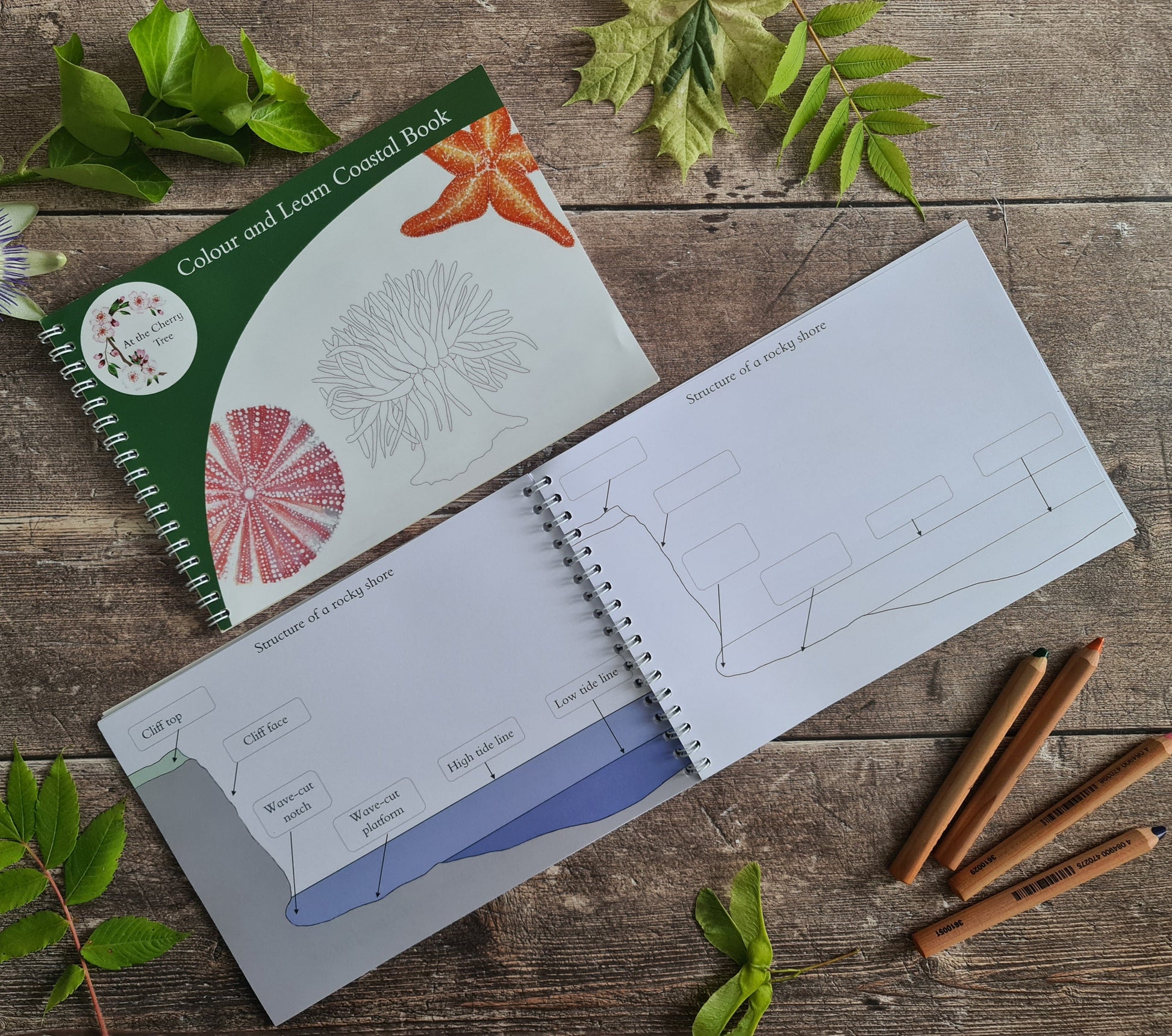 Colour and Learn - Coastal Wildlife - At the Cherry Tree