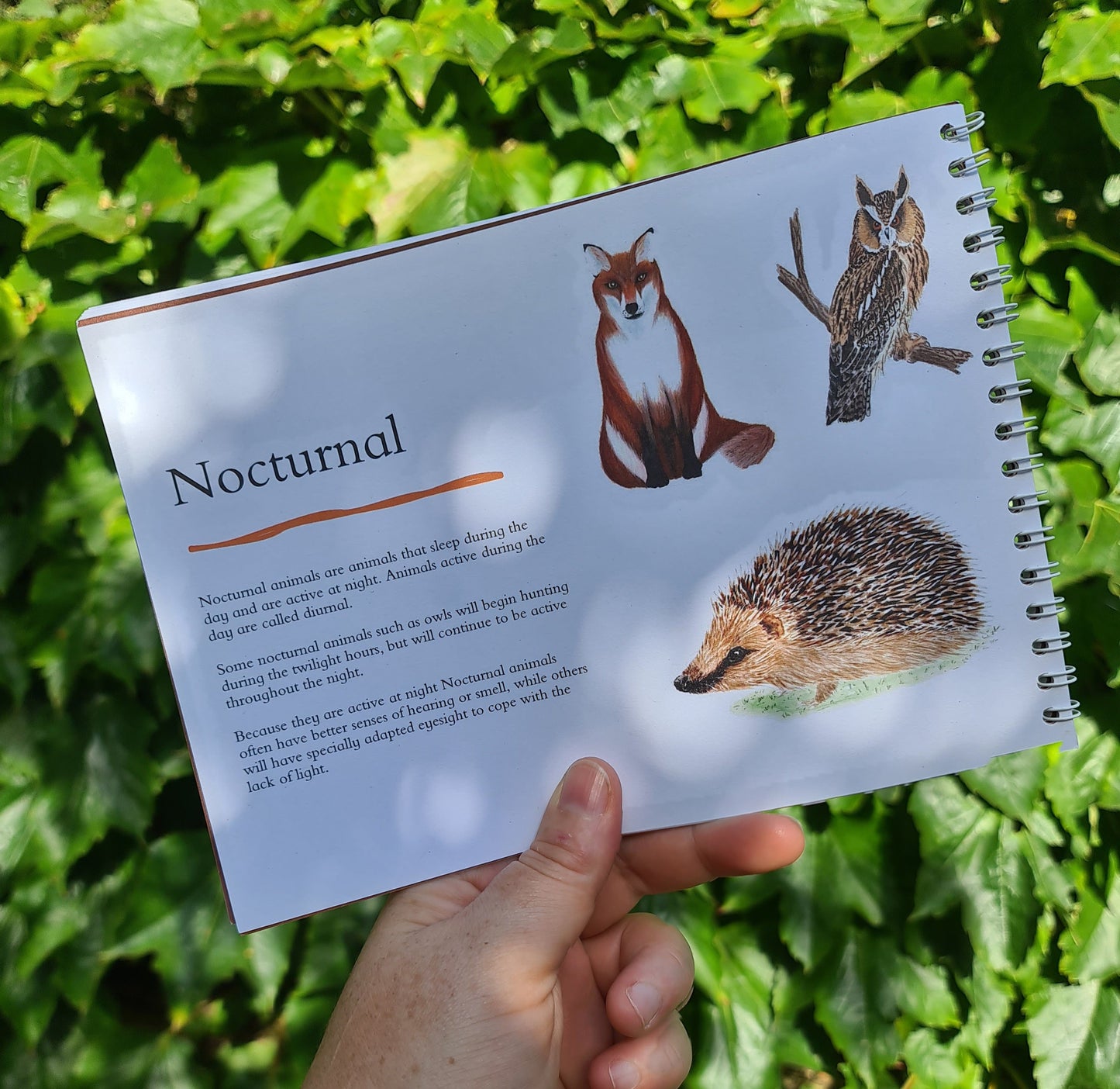 Colour and Learn - Crepuscular and Nocturnal Creatures - At the Cherry Tree