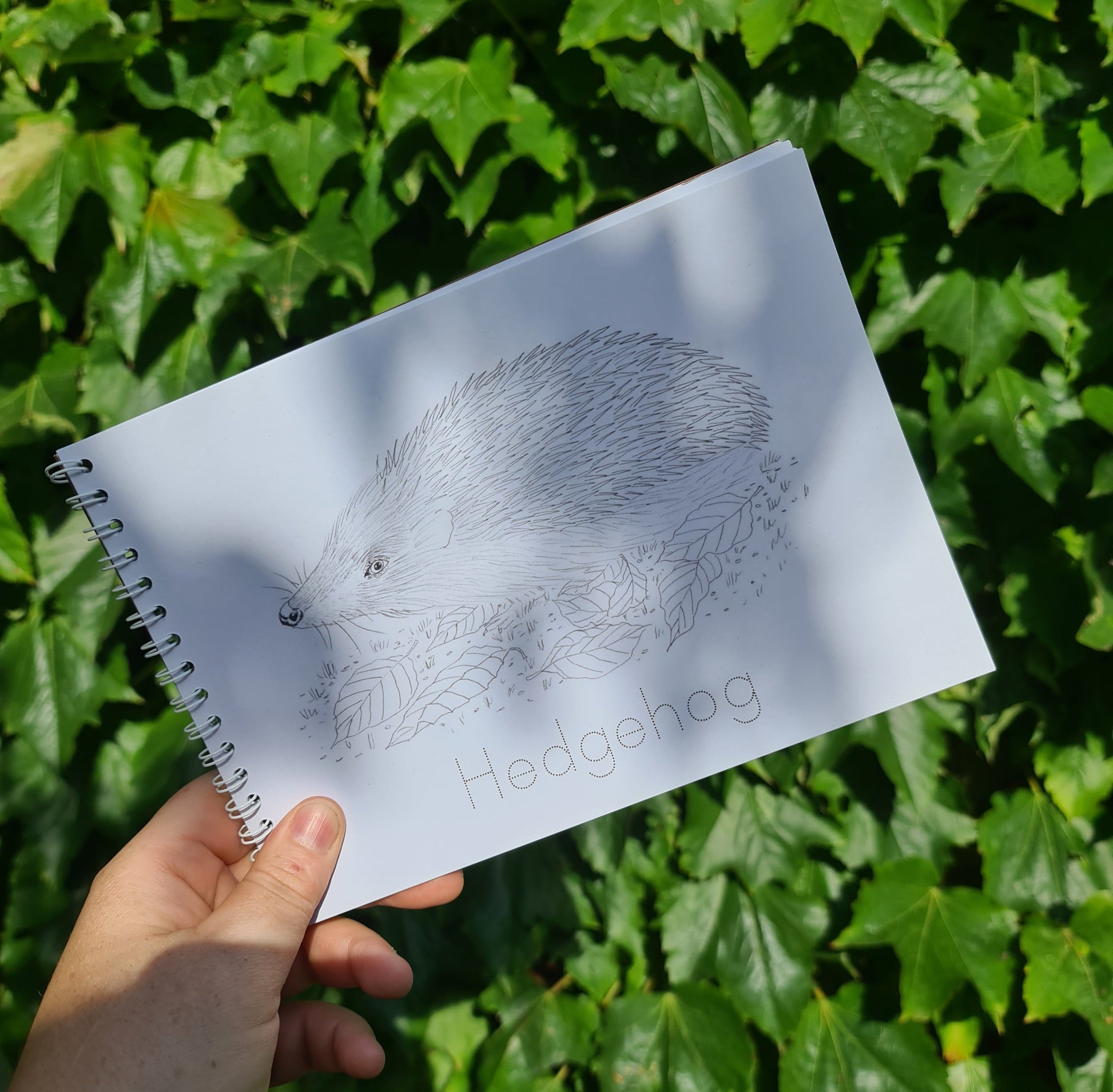 Colour and Learn - Crepuscular and Nocturnal Creatures - At the Cherry Tree