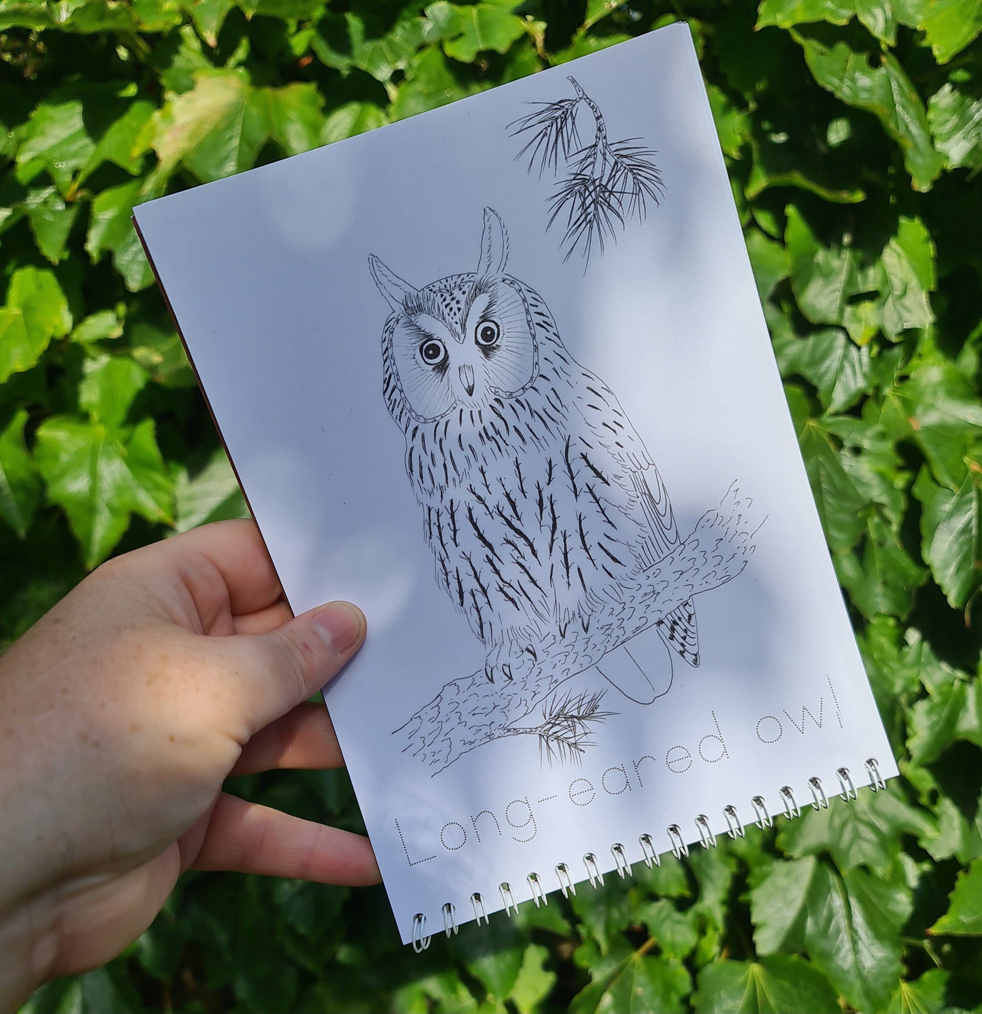 Colour and Learn - Crepuscular and Nocturnal Creatures - At the Cherry Tree