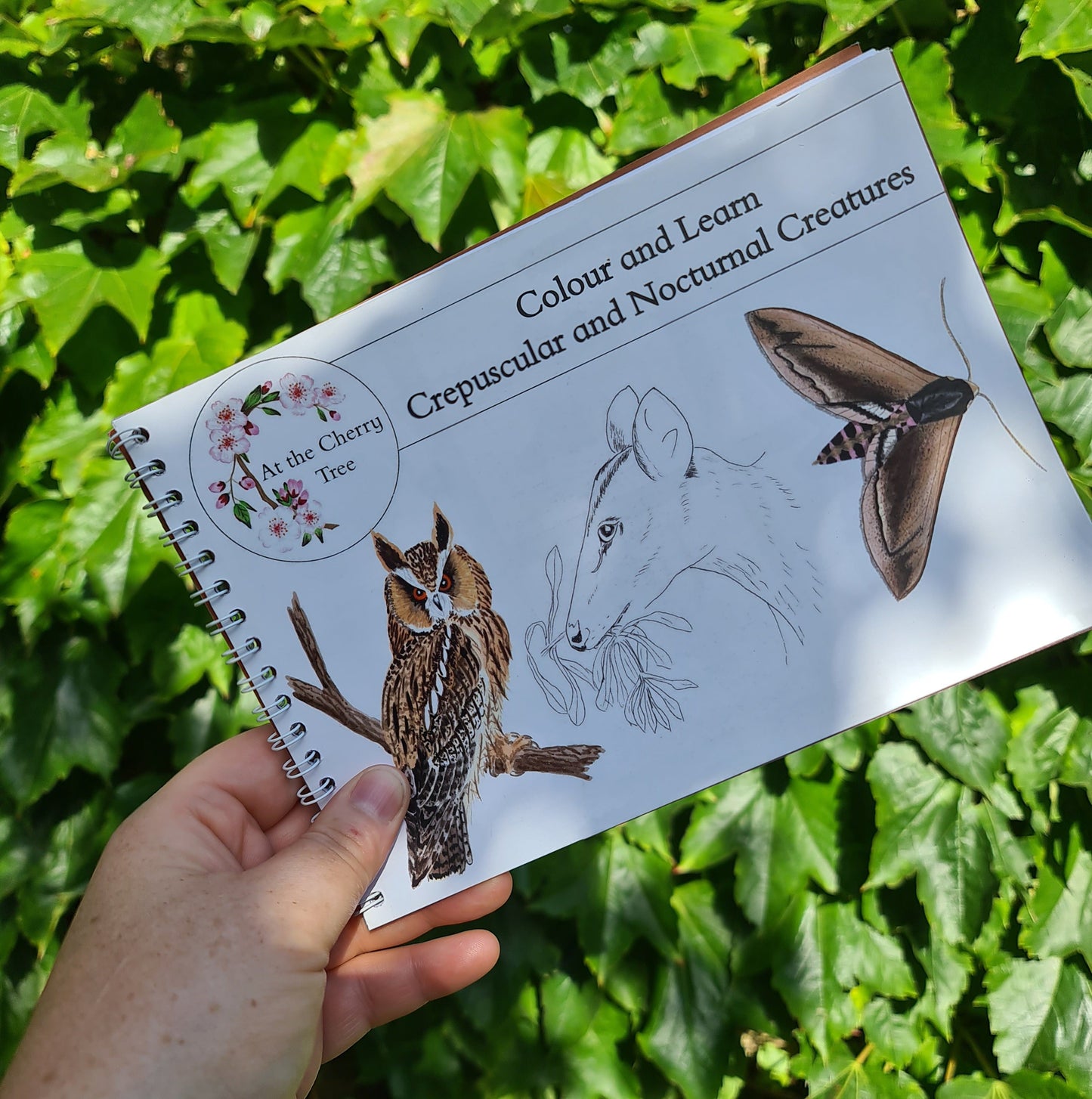 Colour and Learn - Crepuscular and Nocturnal Creatures - At the Cherry Tree