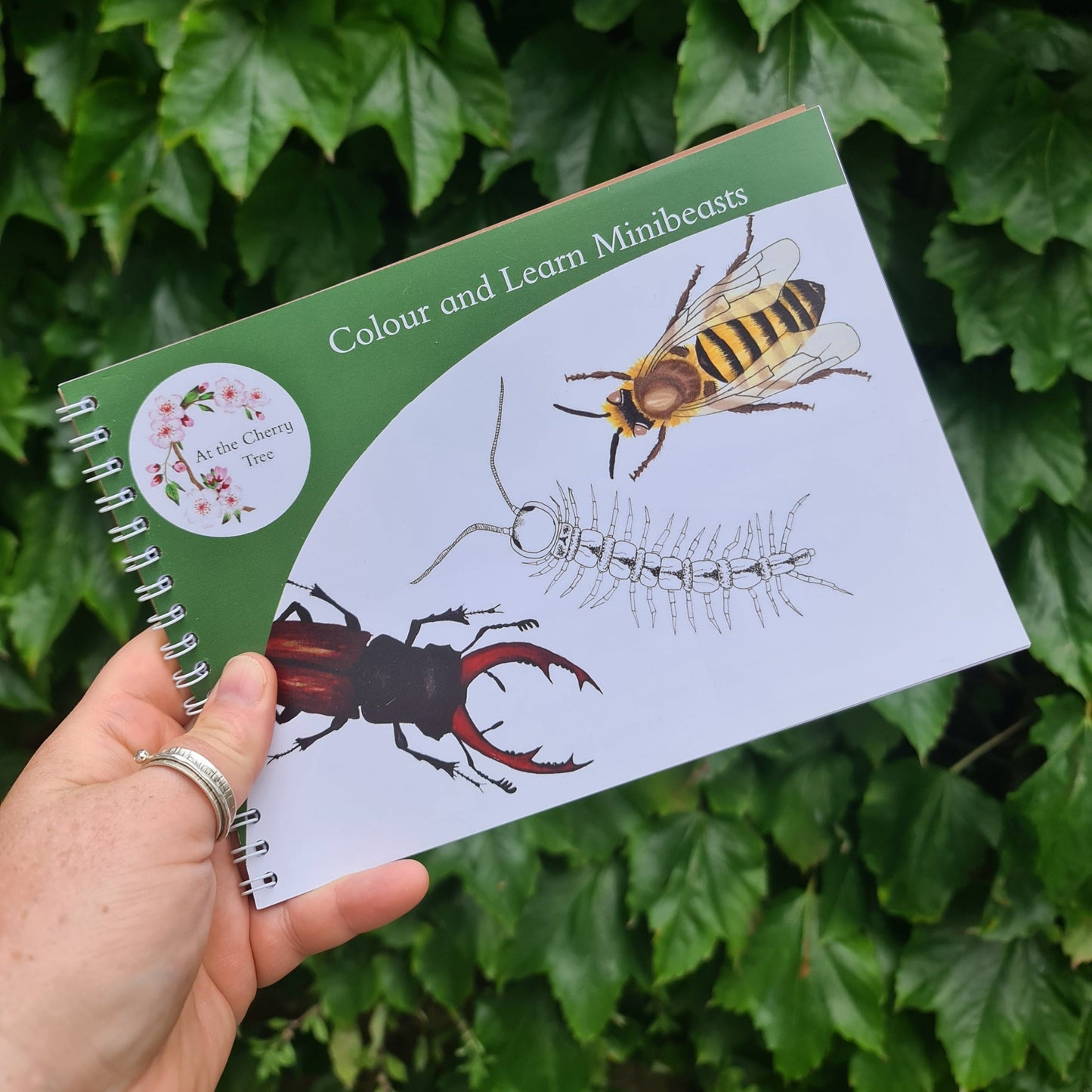 Colour and Learn - Minibeasts - At the Cherry Tree