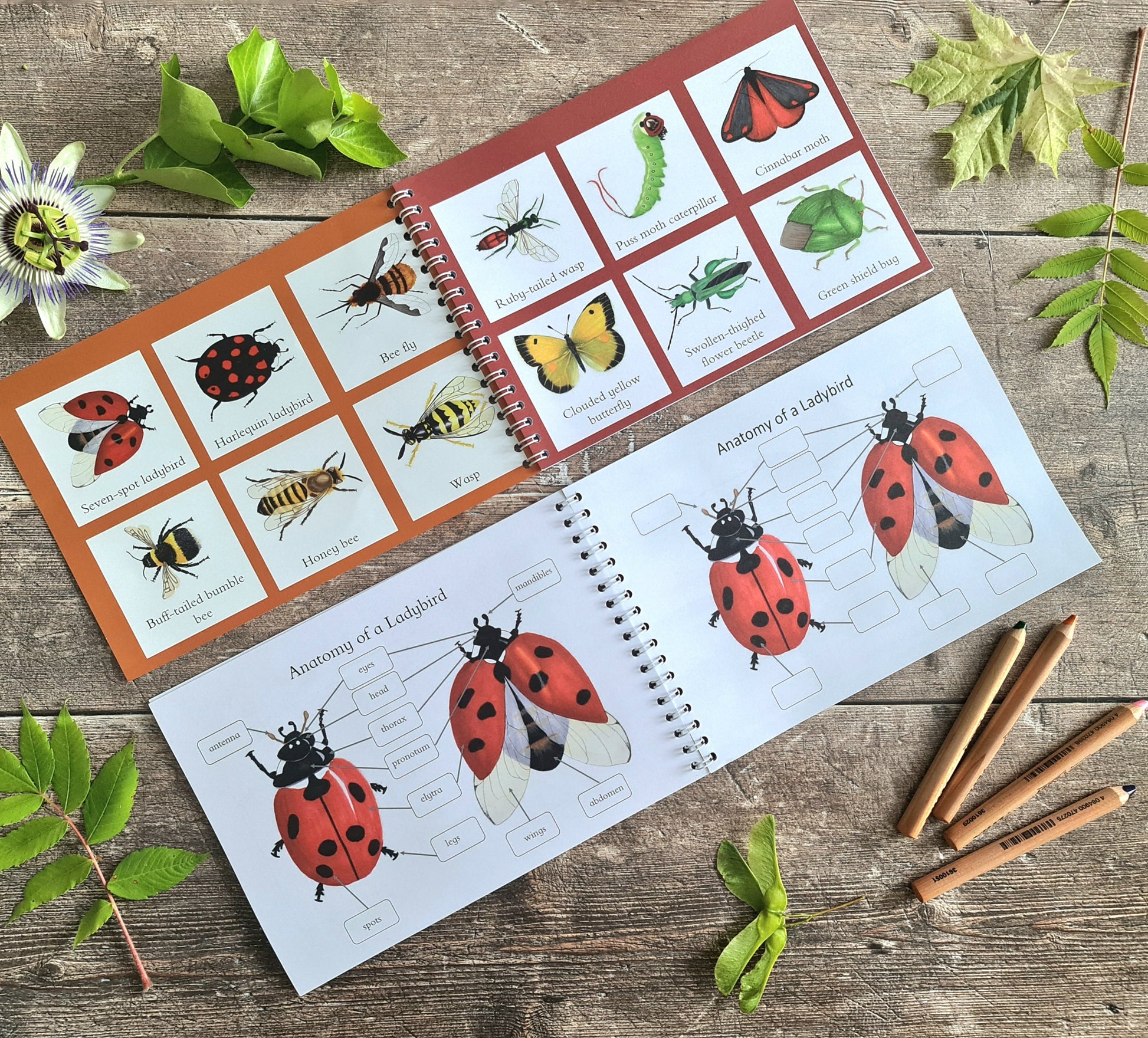 Colour and Learn - Minibeasts - At the Cherry Tree