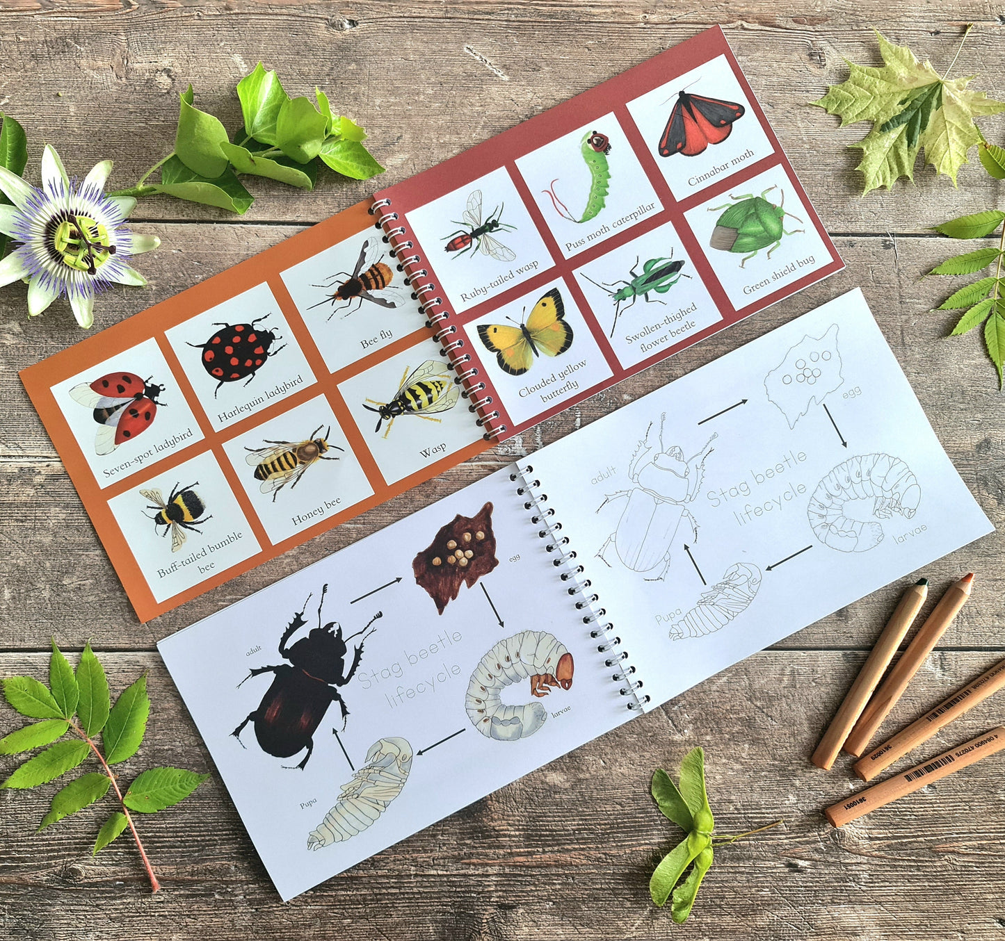 Colour and Learn - Minibeasts - At the Cherry Tree