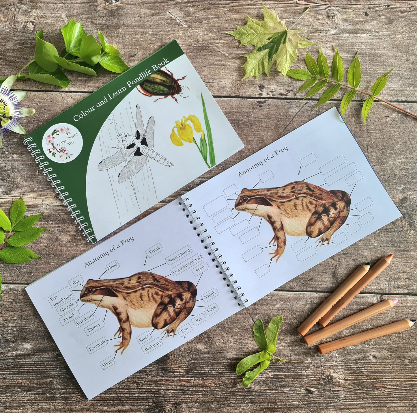 Colour and Learn - Pond Life - At the Cherry Tree