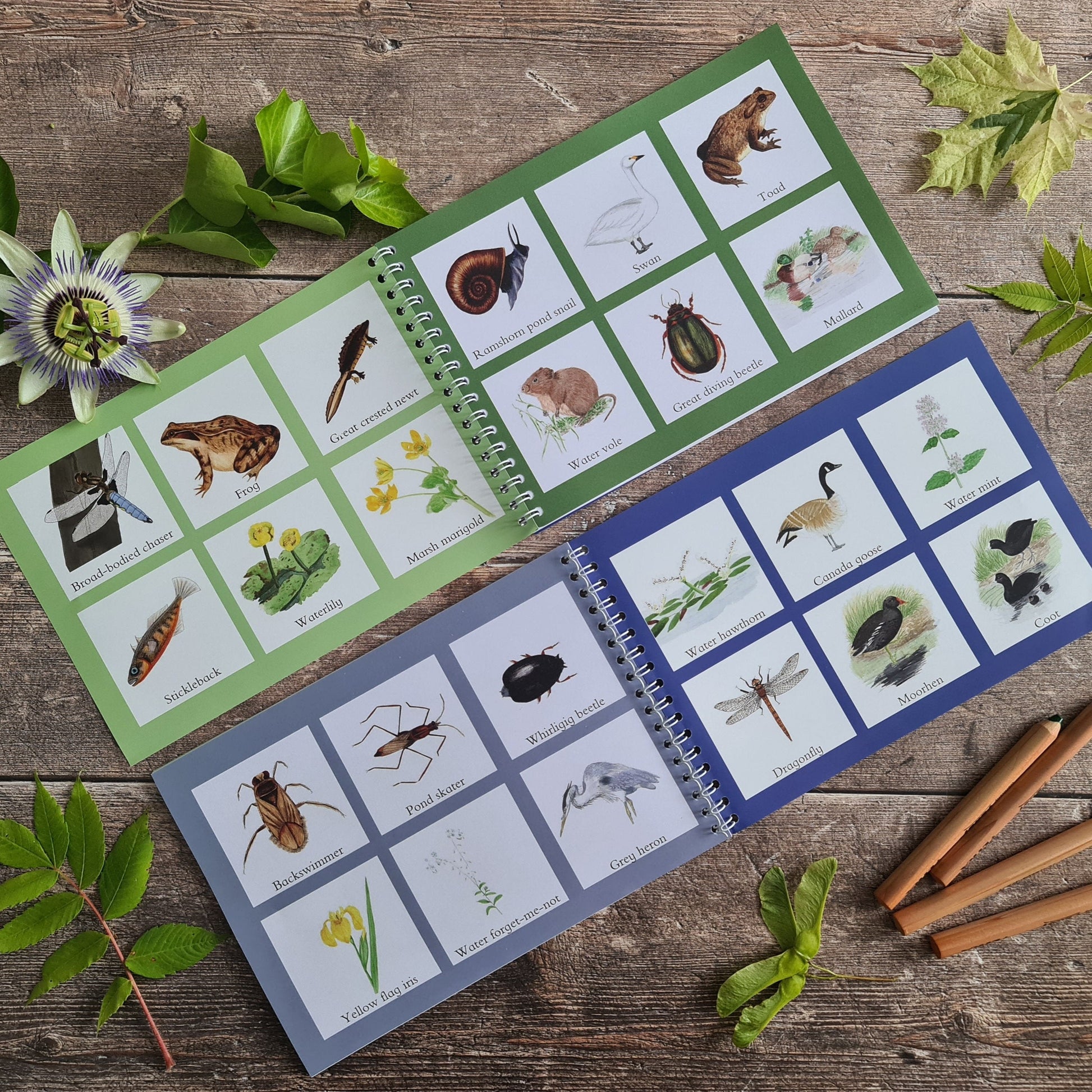 Colour and Learn - Pond Life - At the Cherry Tree