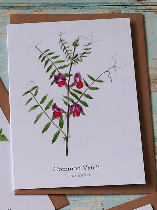 Common Vetch - Greetings Card - At the Cherry Tree