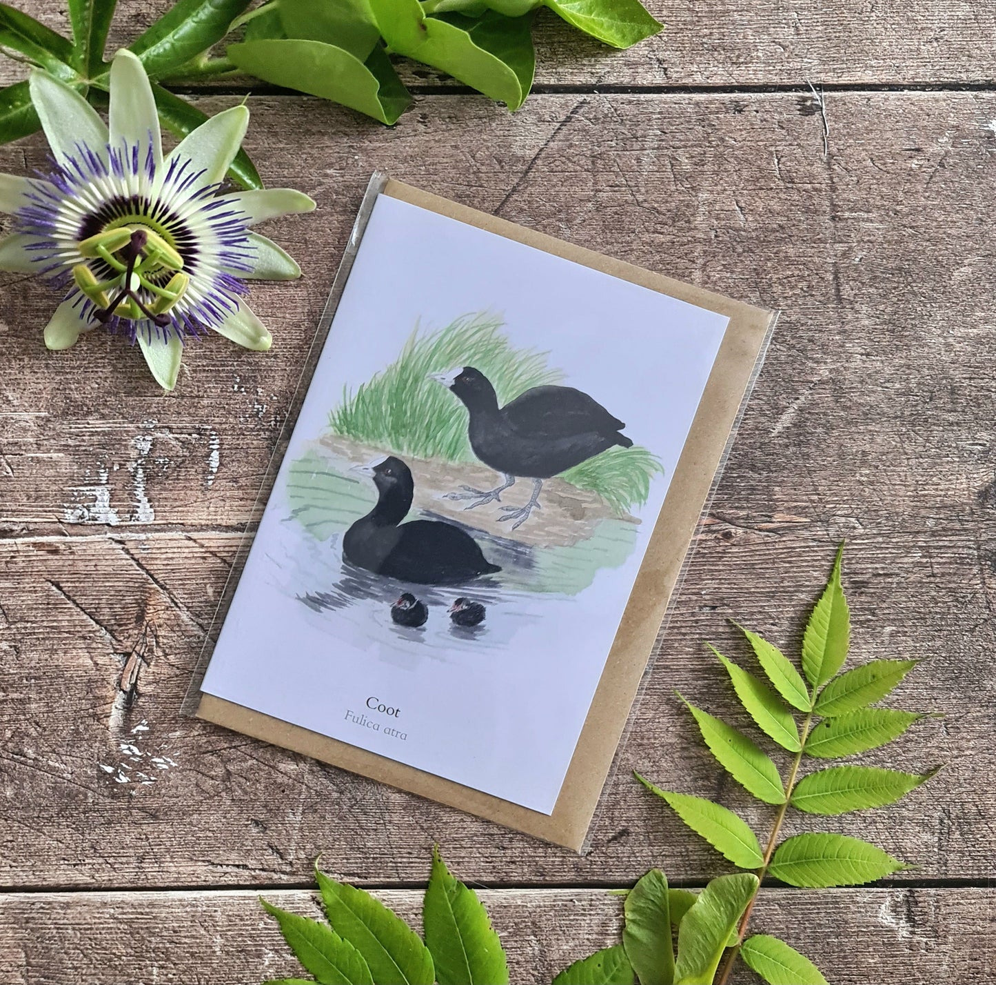 Coot - Greetings Card - At the Cherry Tree