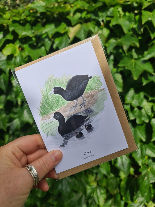 Coot - Greetings Card - At the Cherry Tree