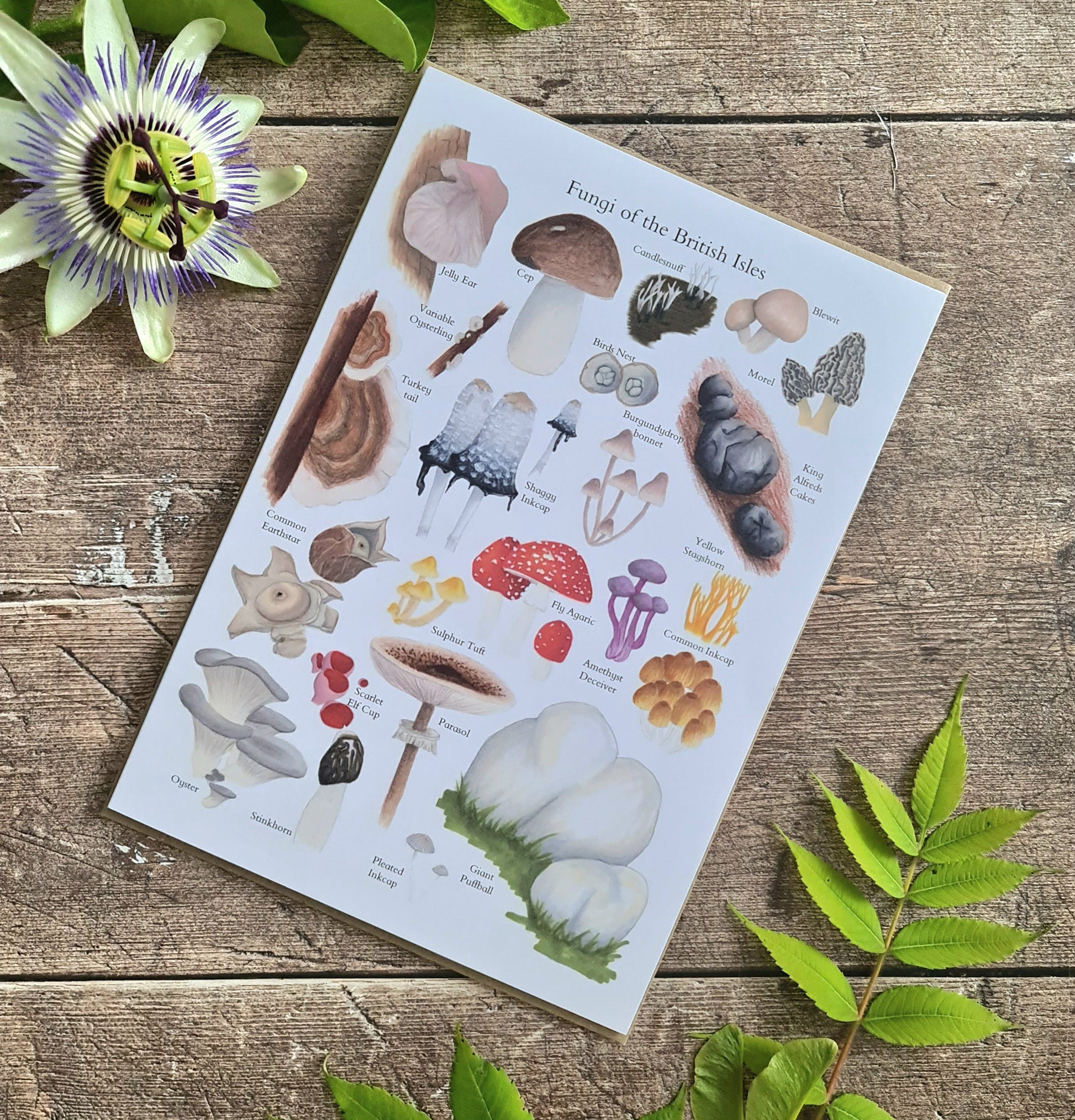 Fungi of the British Isles - Greetings Card - At the Cherry Tree