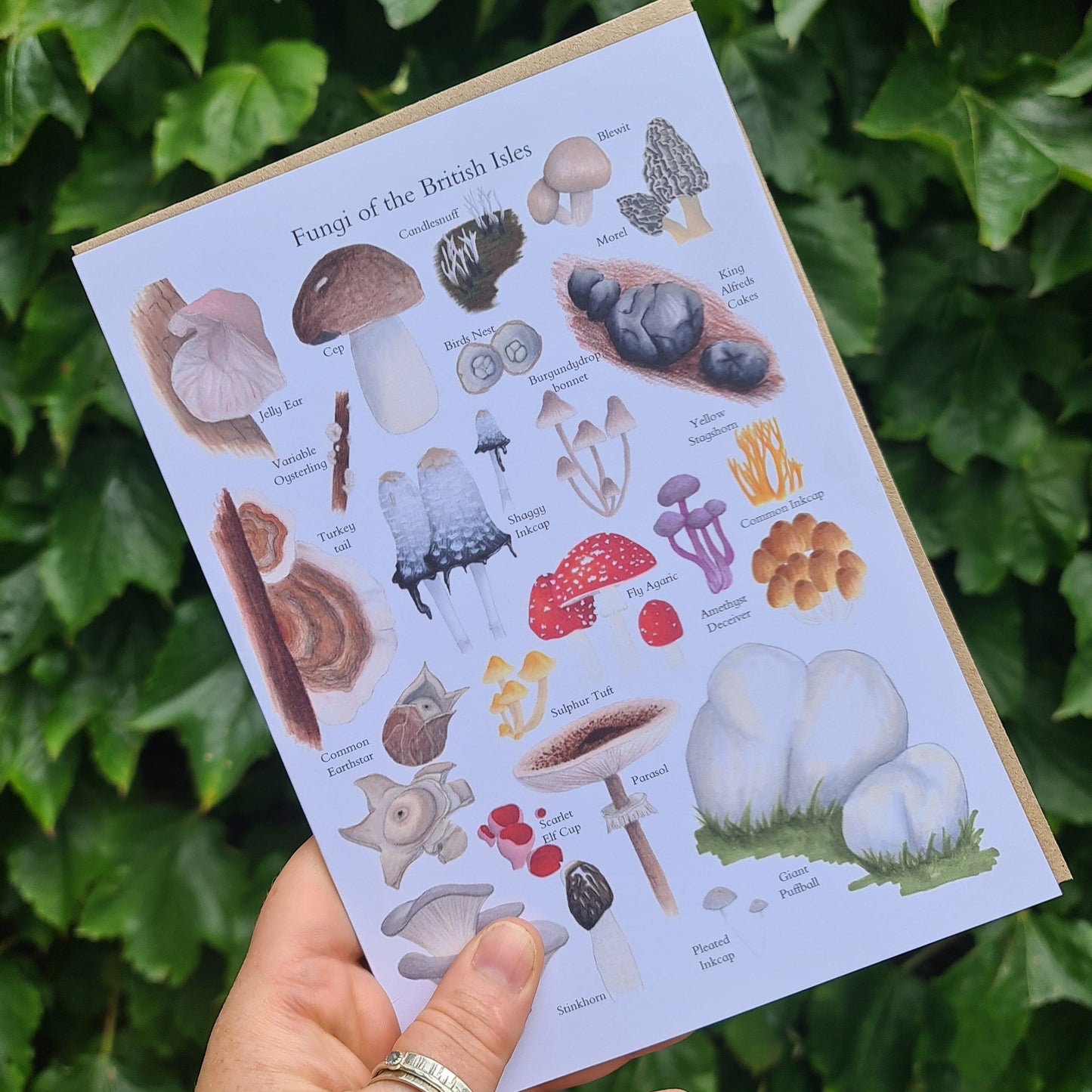 Fungi of the British Isles - Greetings Card - At the Cherry Tree