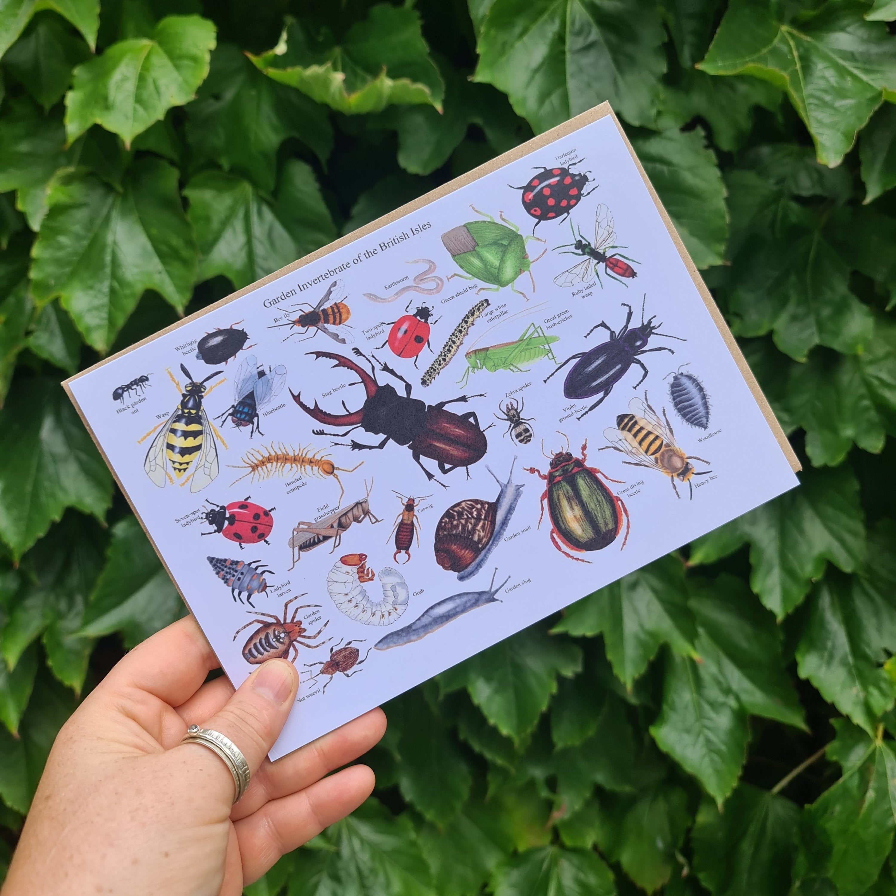 Garden Invertebrates of the British Isles - Greetings Card – At the ...