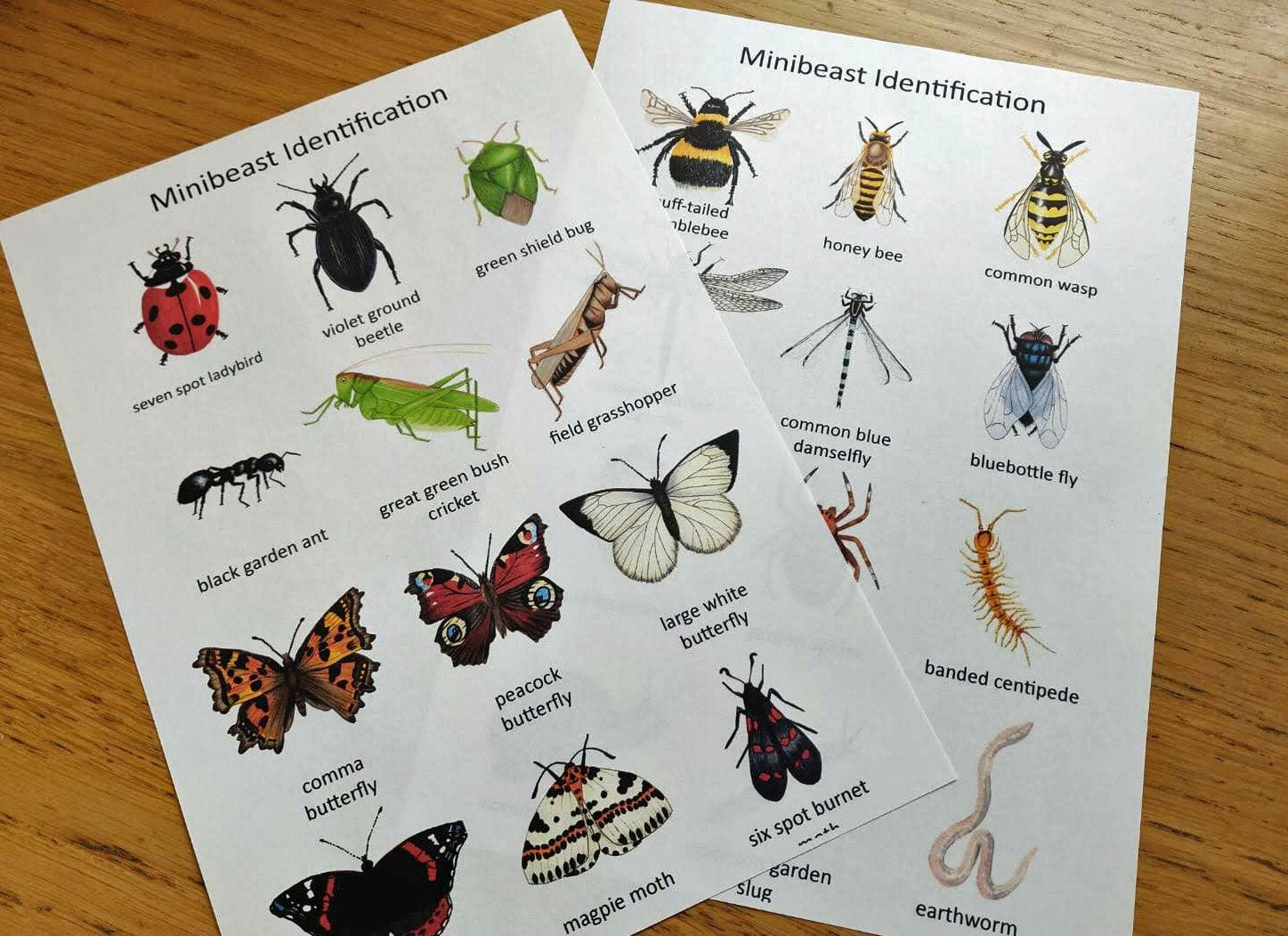 Garden Minibeasts Pack - PDF - At the Cherry Tree