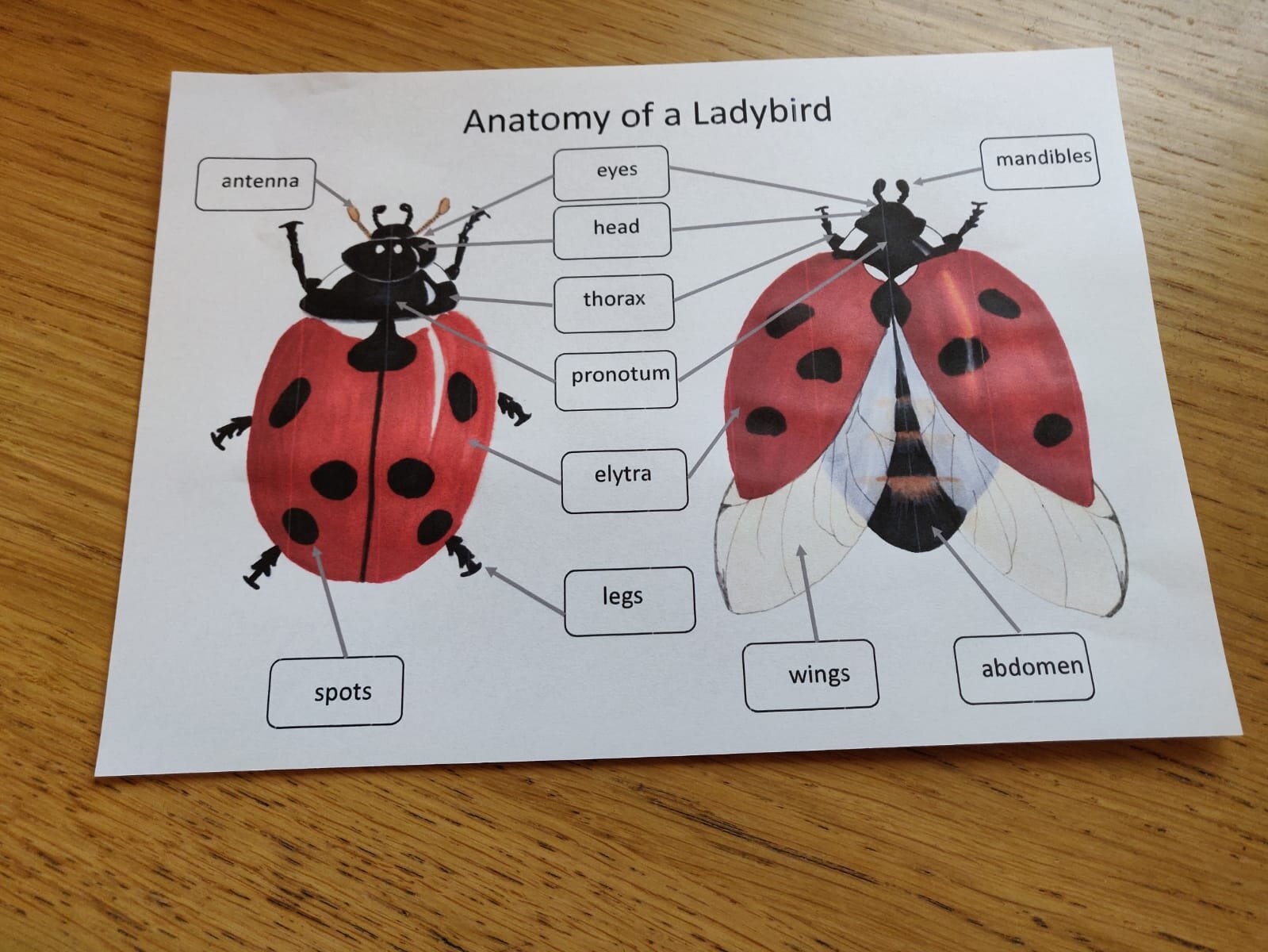 Garden Minibeasts Pack - PDF - At the Cherry Tree