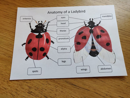 Garden Minibeasts Pack - PDF - At the Cherry Tree