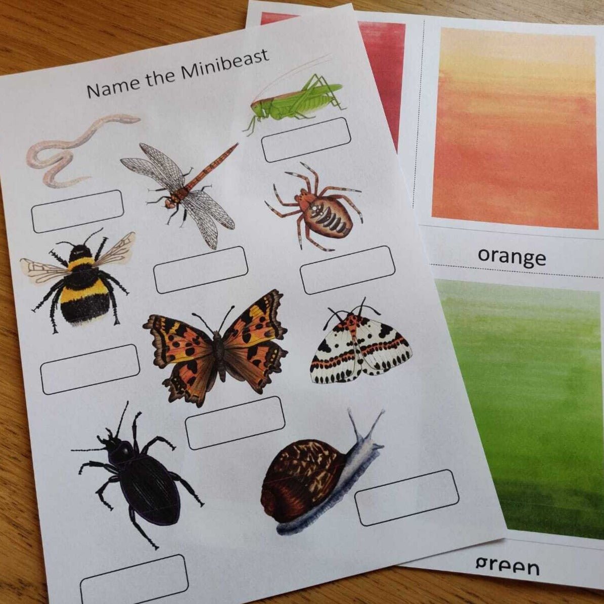 Garden Minibeasts Pack - PDF - At the Cherry Tree