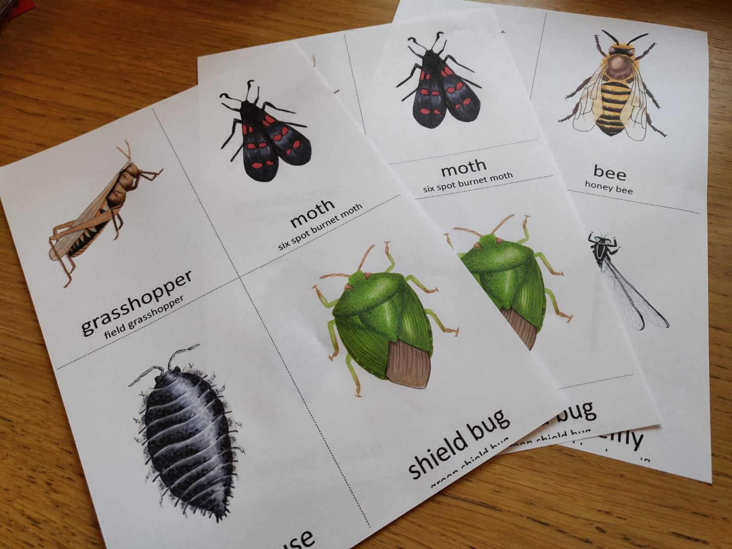 Garden Minibeasts Pack - PDF - At the Cherry Tree