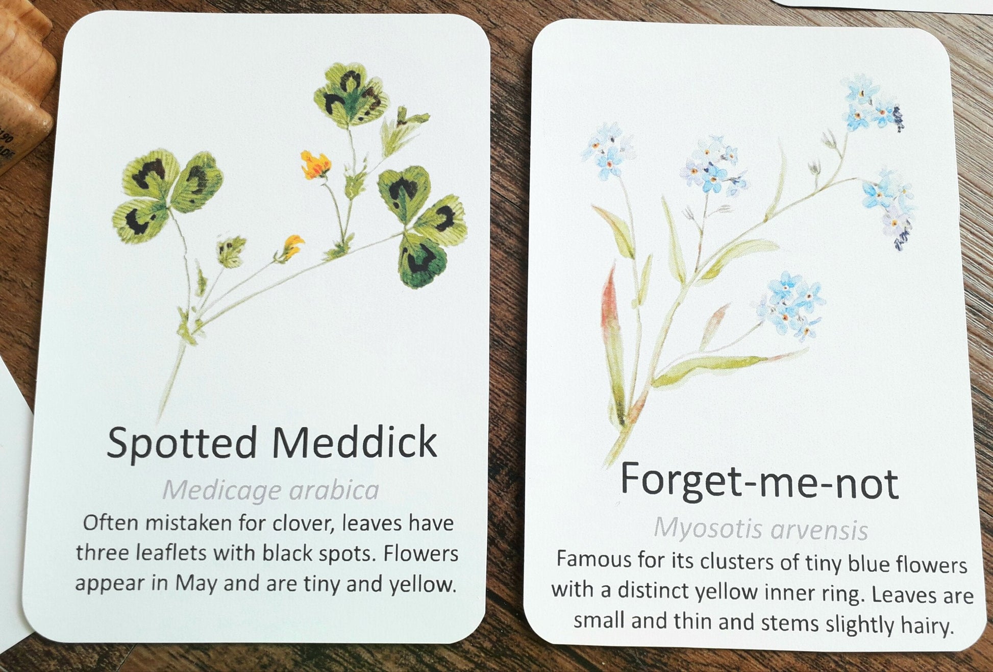 Garden Wildflowers Flashcards - PDF - At the Cherry Tree