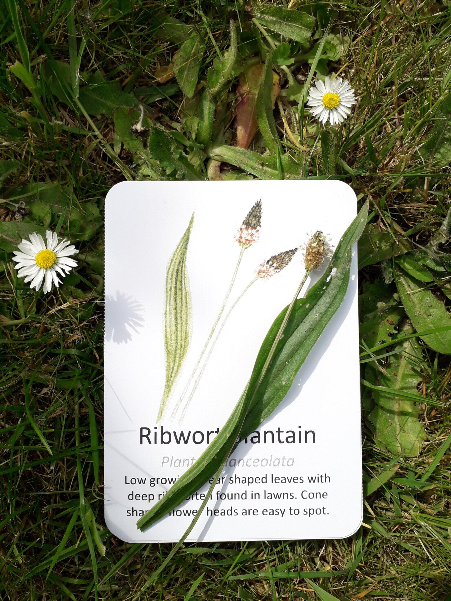 Garden Wildflowers Flashcards - PDF - At the Cherry Tree