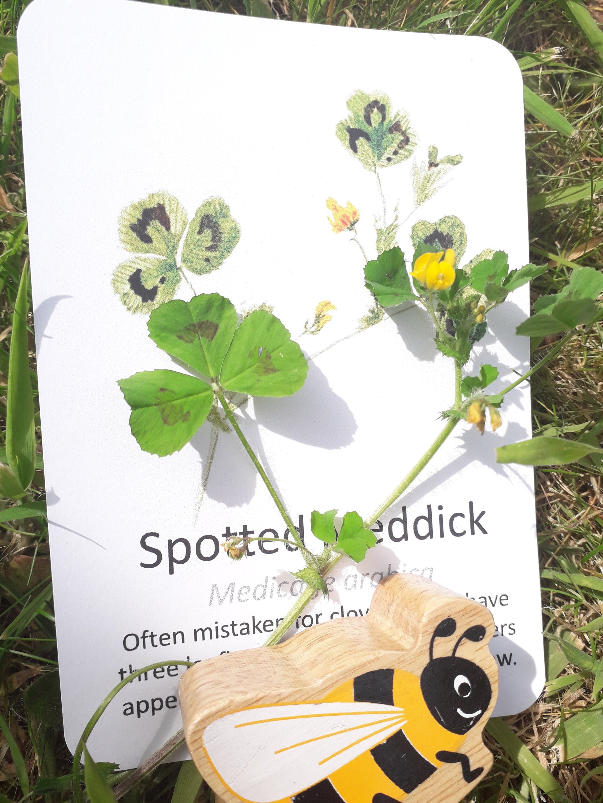 Garden Wildflowers Flashcards - PDF - At the Cherry Tree