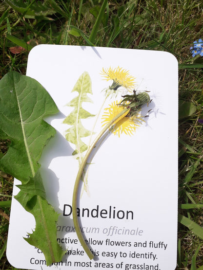 Garden Wildflowers Flashcards - PDF - At the Cherry Tree