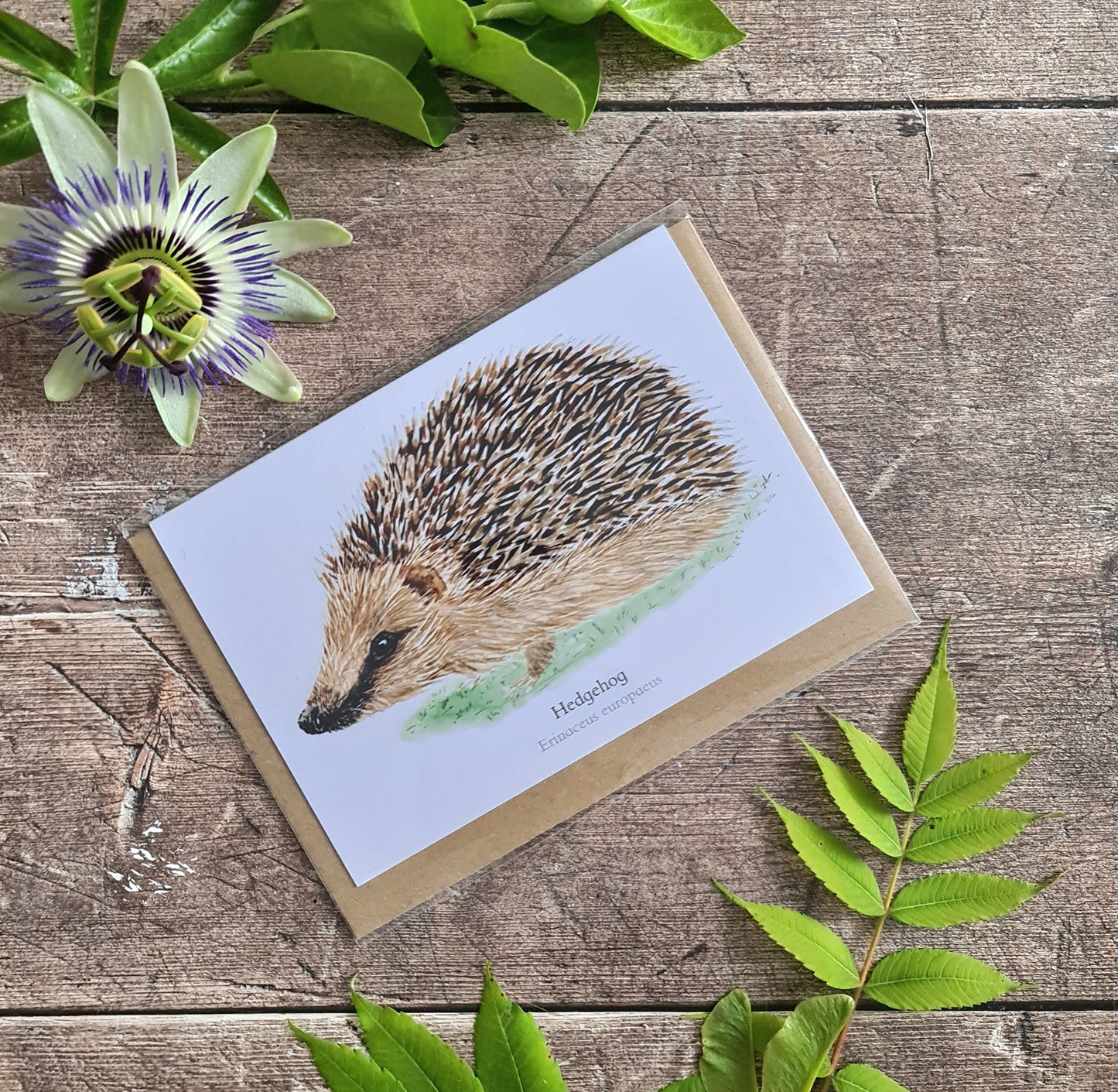 Hedgehog - Greetings Card - At the Cherry Tree