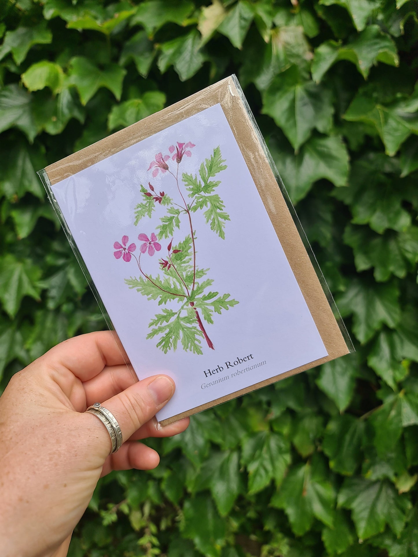 Herb Robert - Greetings Card - At the Cherry Tree