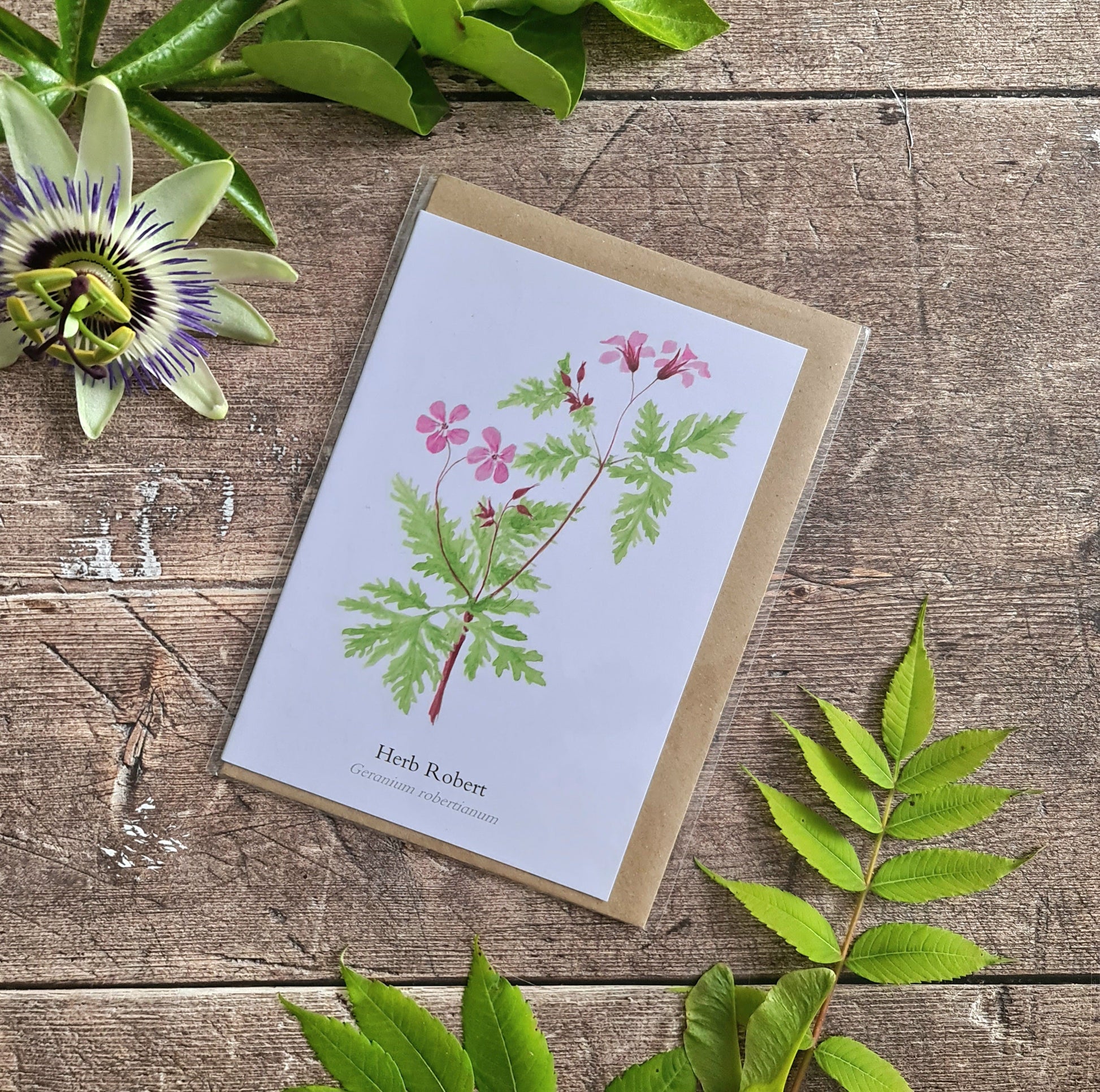 Herb Robert - Greetings Card - At the Cherry Tree