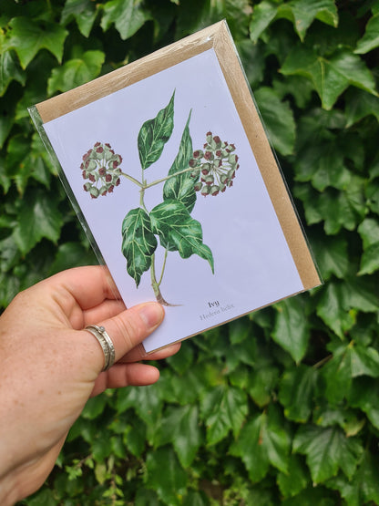 Ivy - Greetings Card - At the Cherry Tree