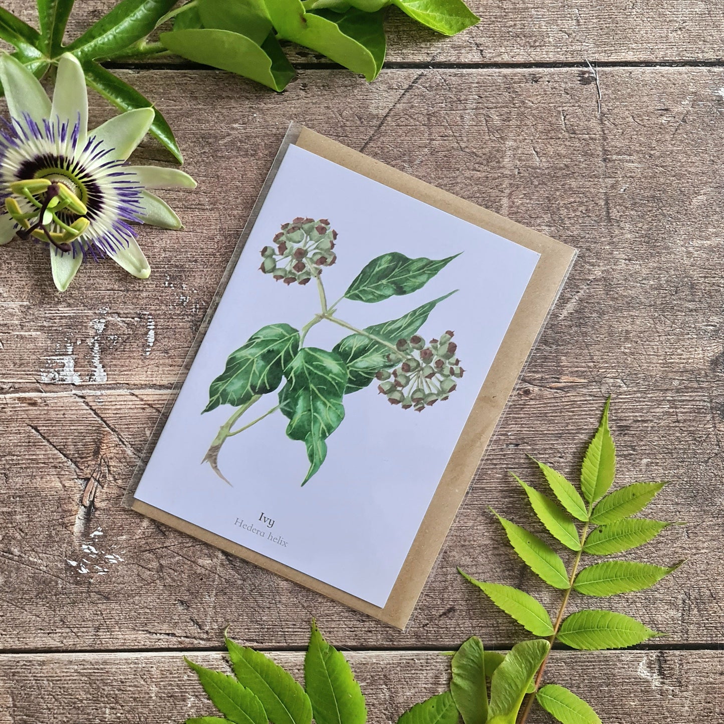 Ivy - Greetings Card - At the Cherry Tree