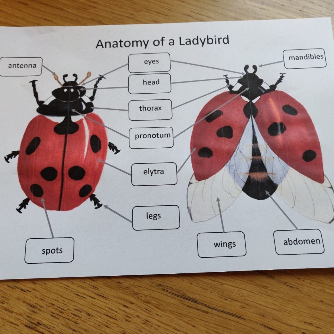 Ladybird anatomy poster - PDF - At the Cherry Tree