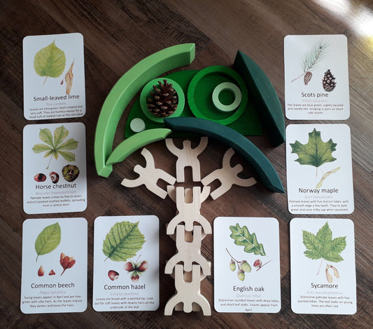 Leaf Identification Flashcards - PDF - At the Cherry Tree