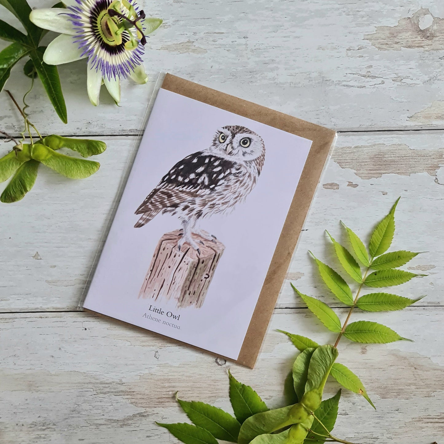 Little Owl - Greetings Card - At the Cherry Tree