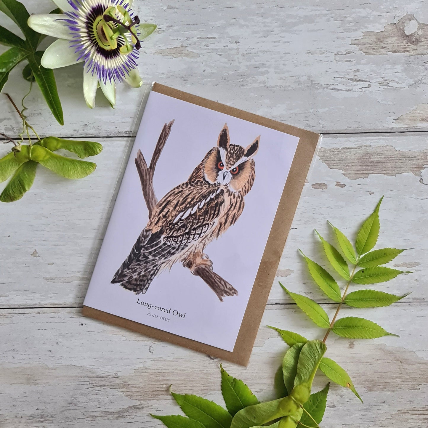Long - eared Owl - Greetings Card - At the Cherry Tree