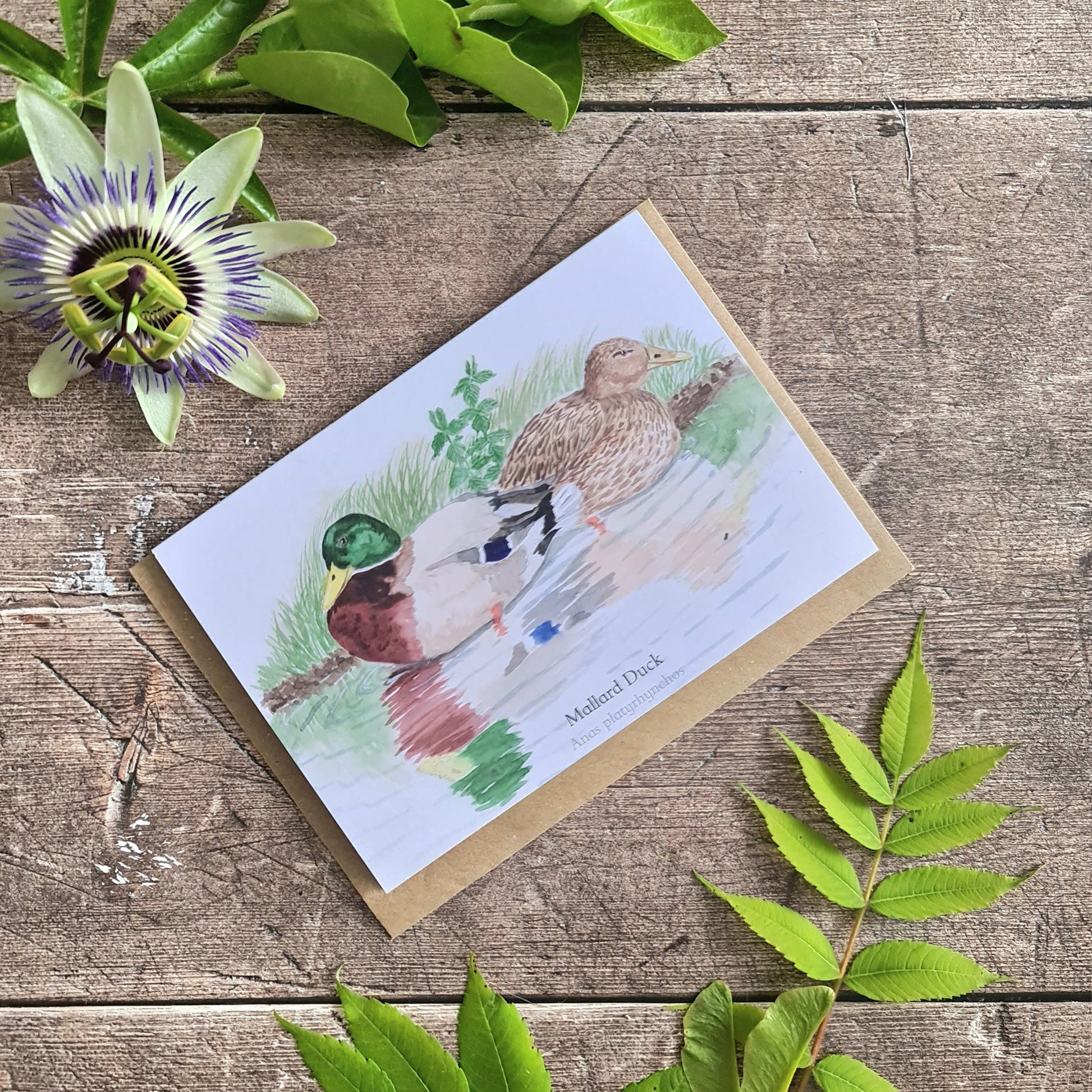Mallard Duck - Greetings Card - At the Cherry Tree