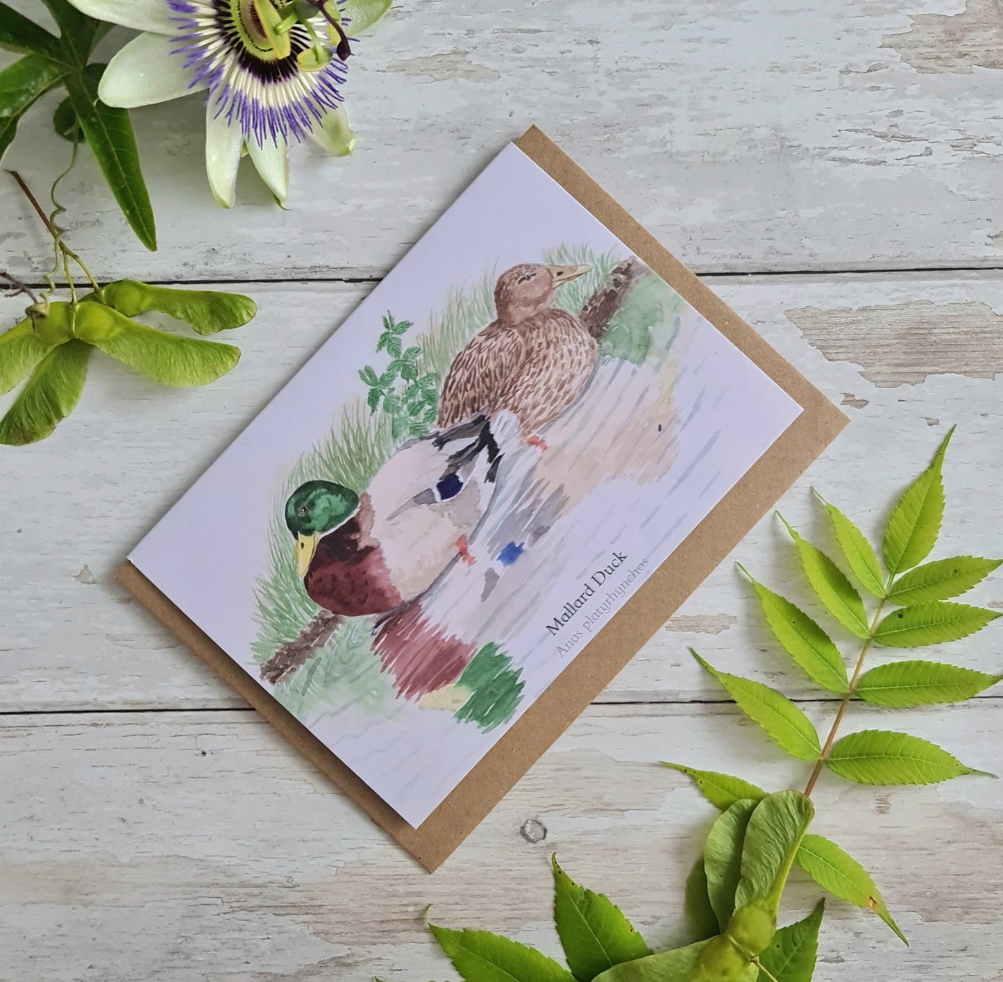 Mallard Duck - Greetings Card - At the Cherry Tree