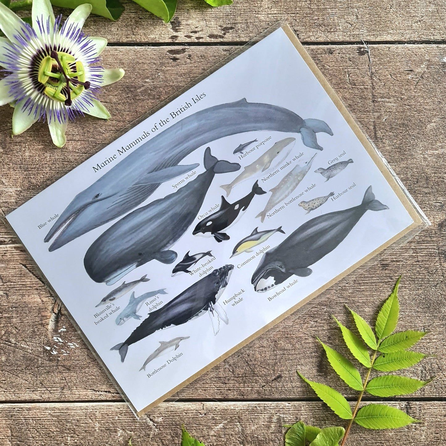 Marine Mammals of the British Isles - Greetings Card - At the Cherry Tree