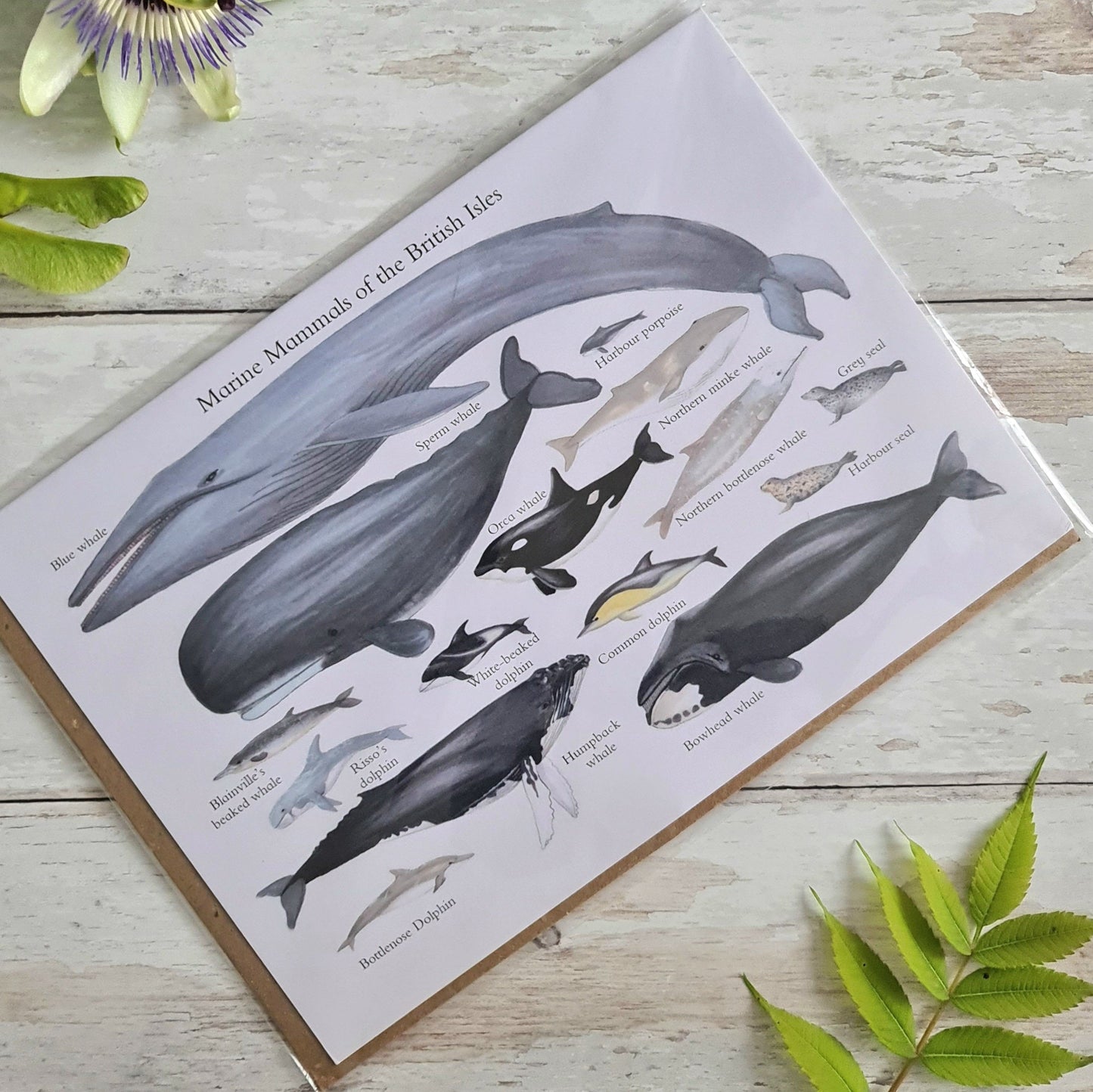 Marine Mammals of the British Isles - Greetings Card - At the Cherry Tree