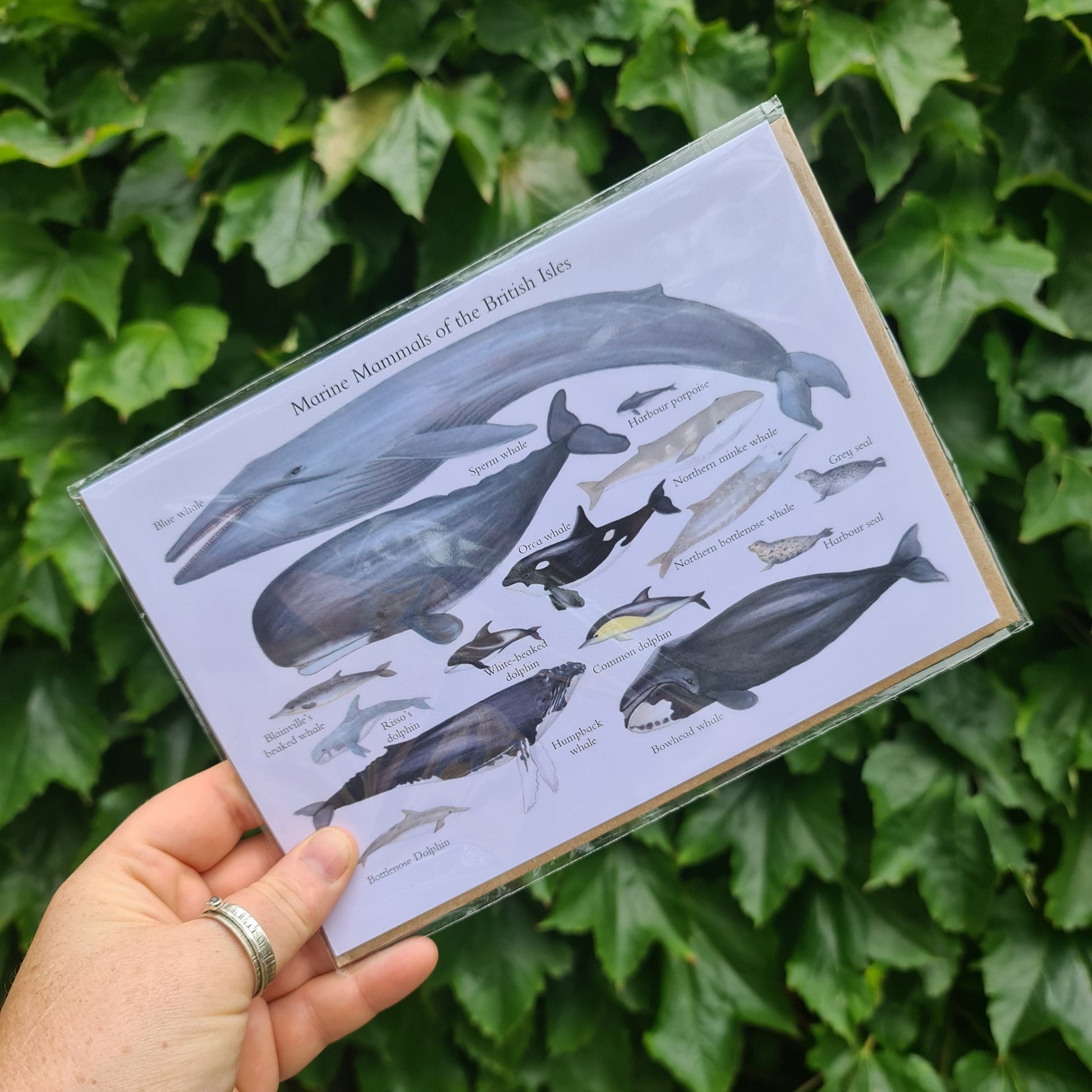 Marine Mammals of the British Isles - Greetings Card - At the Cherry Tree