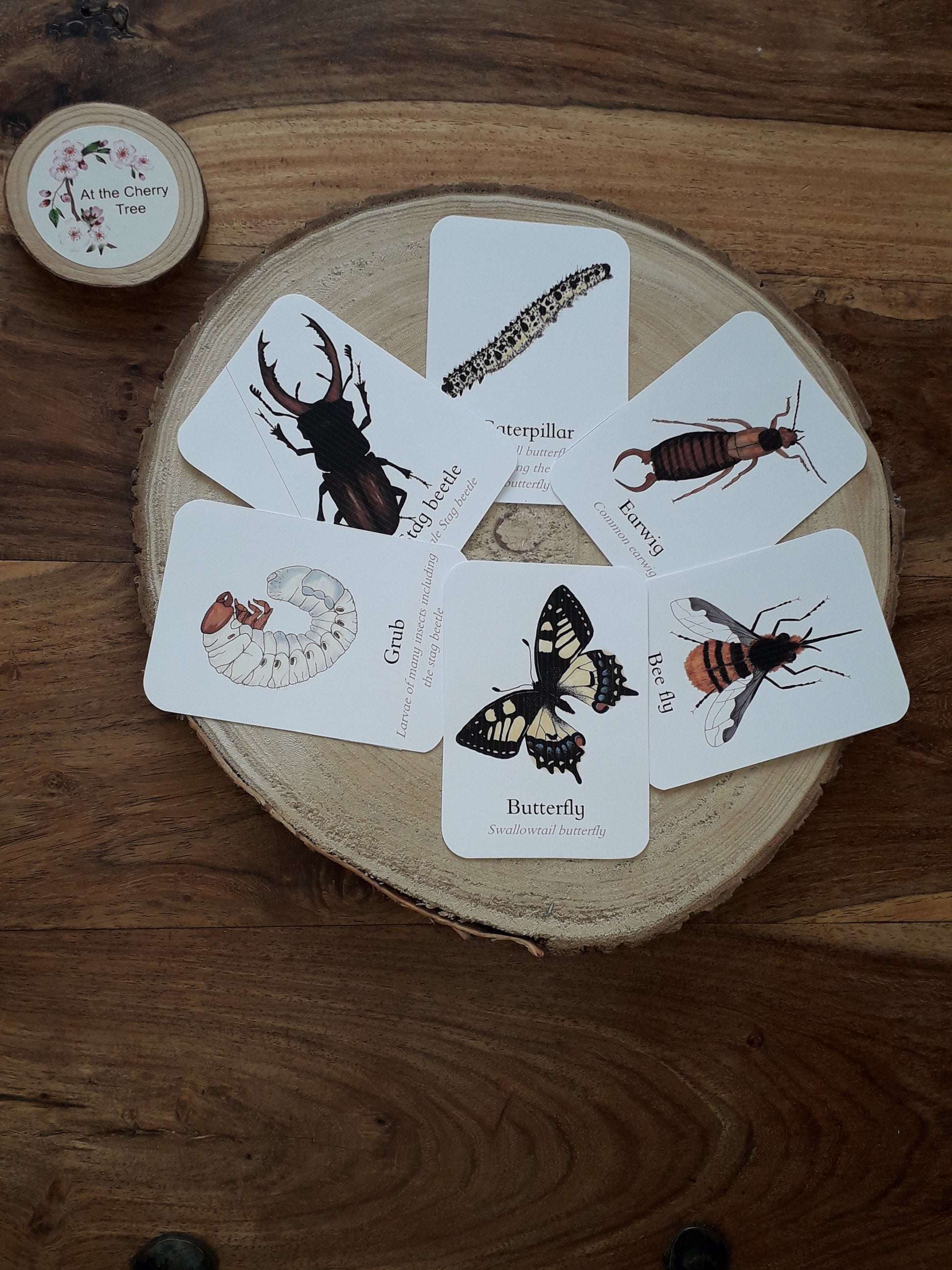 Minibeast add - on flashcards - PDF - At the Cherry Tree