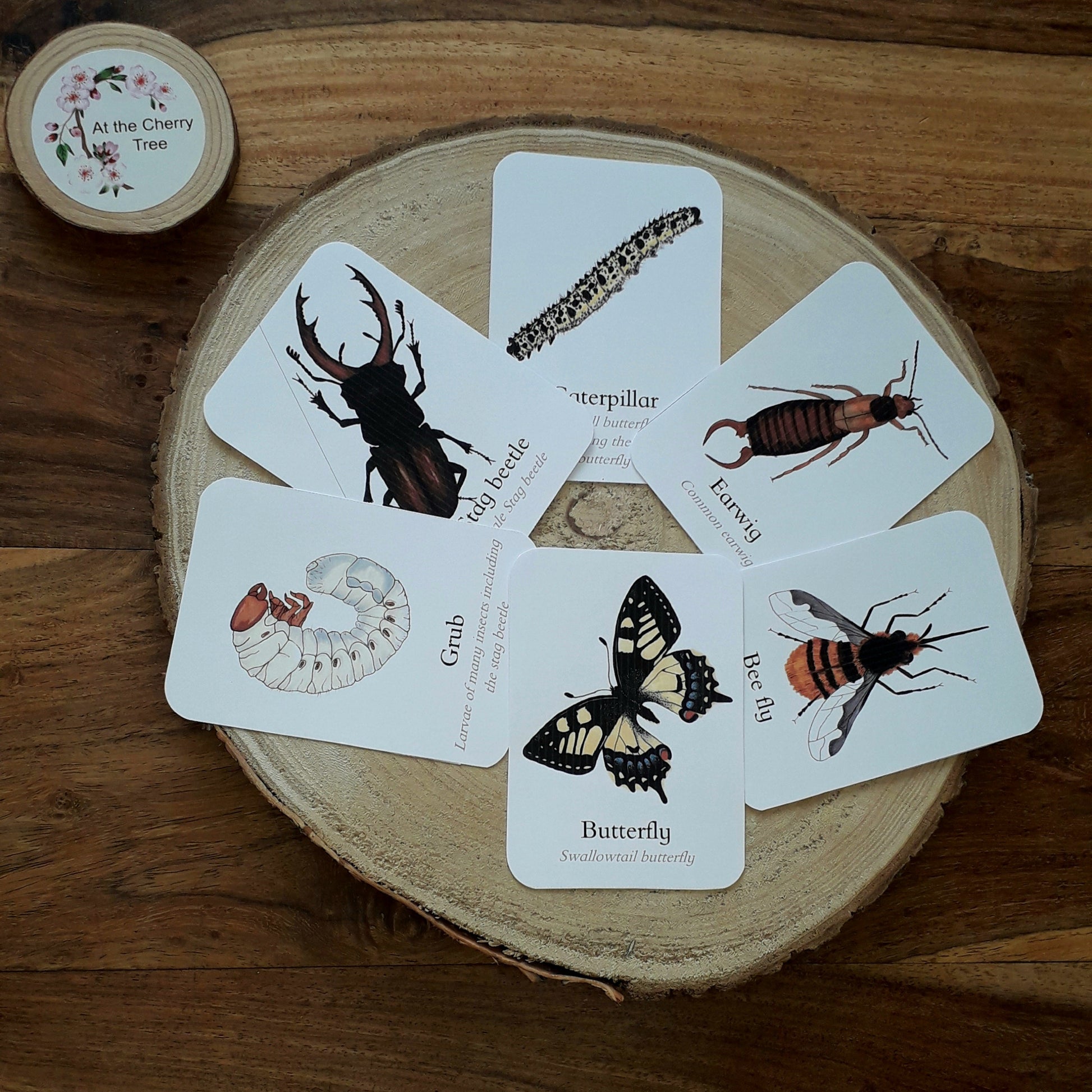 Minibeast add - on flashcards - PDF - At the Cherry Tree