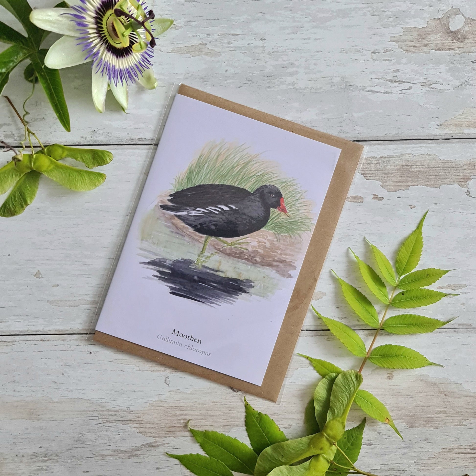 Moorhen - Greetings Card - At the Cherry Tree
