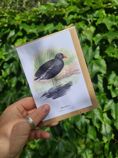 Moorhen - Greetings Card - At the Cherry Tree