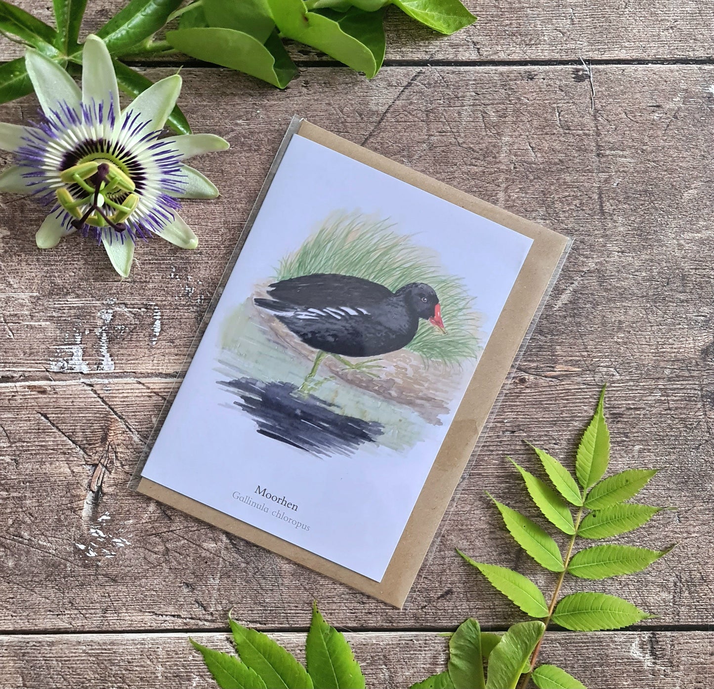 Moorhen - Greetings Card - At the Cherry Tree