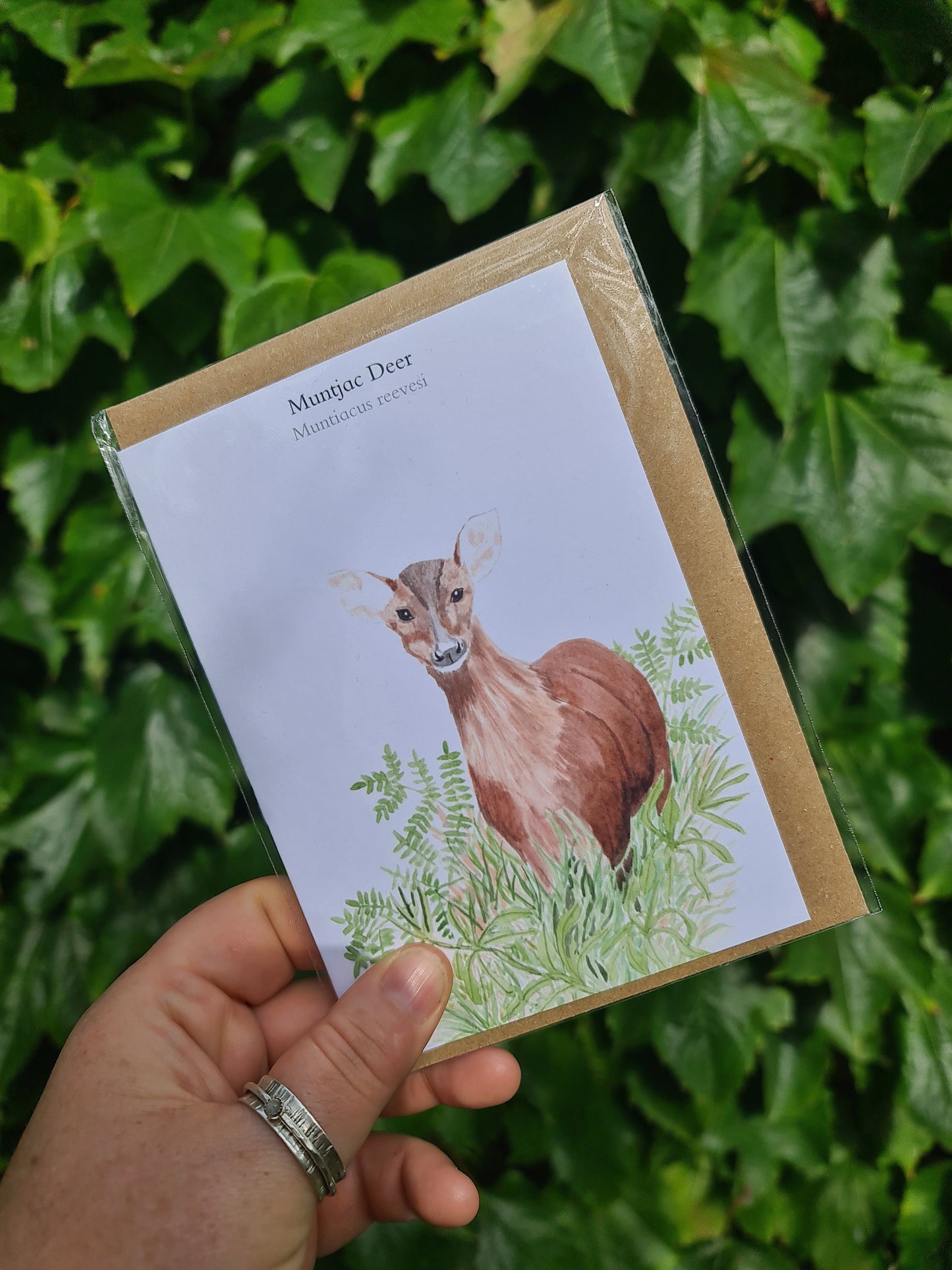 Muntjac Deer - Greetings Card - At the Cherry Tree