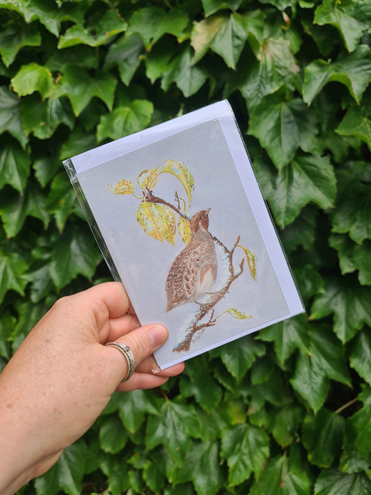 Partridge in a Pear Tree - Greetings Card - At the Cherry Tree