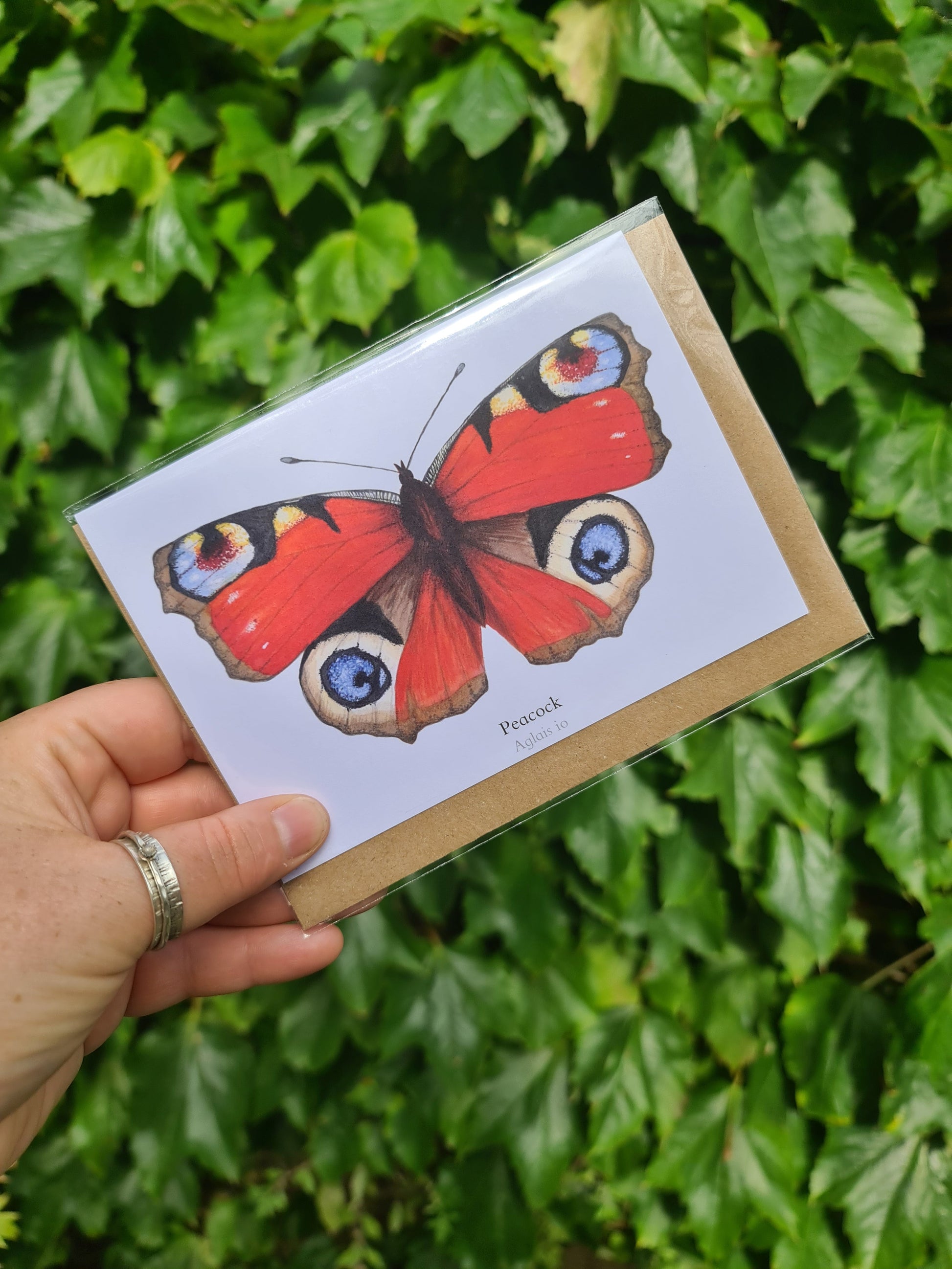 Peacock Butterfly - Greetings Card - At the Cherry Tree