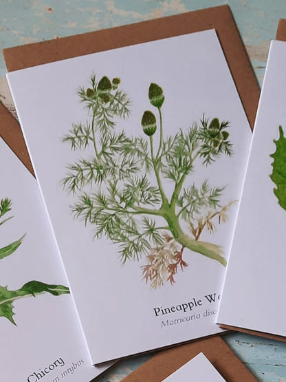 Pineapple Weed - Greetings Card - At the Cherry Tree